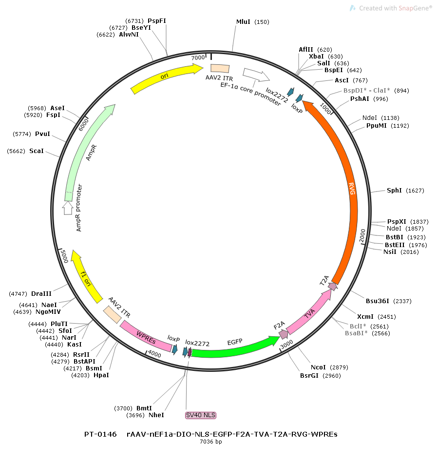 rAAV-nEF1α-DIO-EGFP-F2A-TVA-T2A-RVG-WPREs