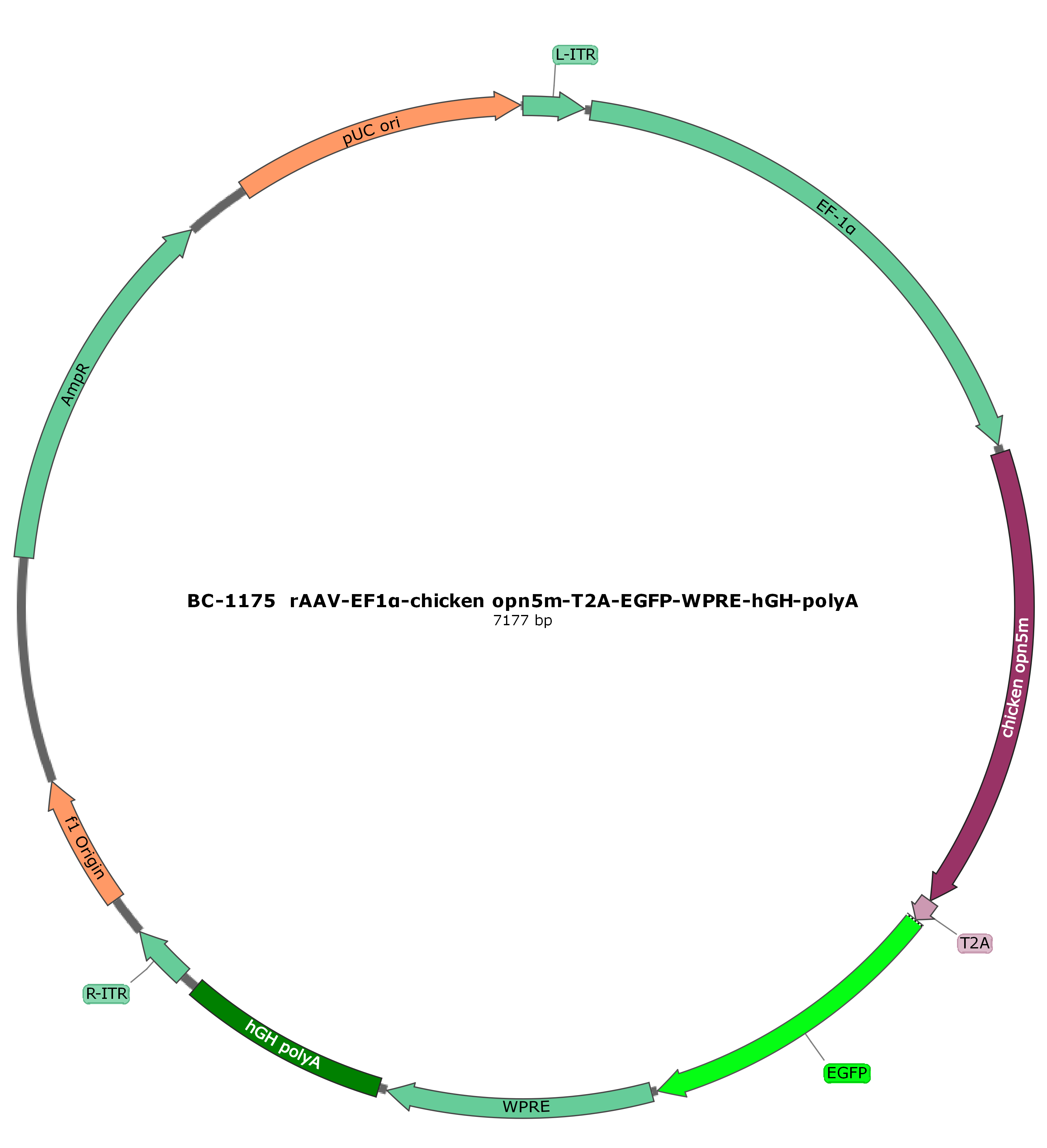 rAAV-EF1α-cOpn5-T2A-EGFP
