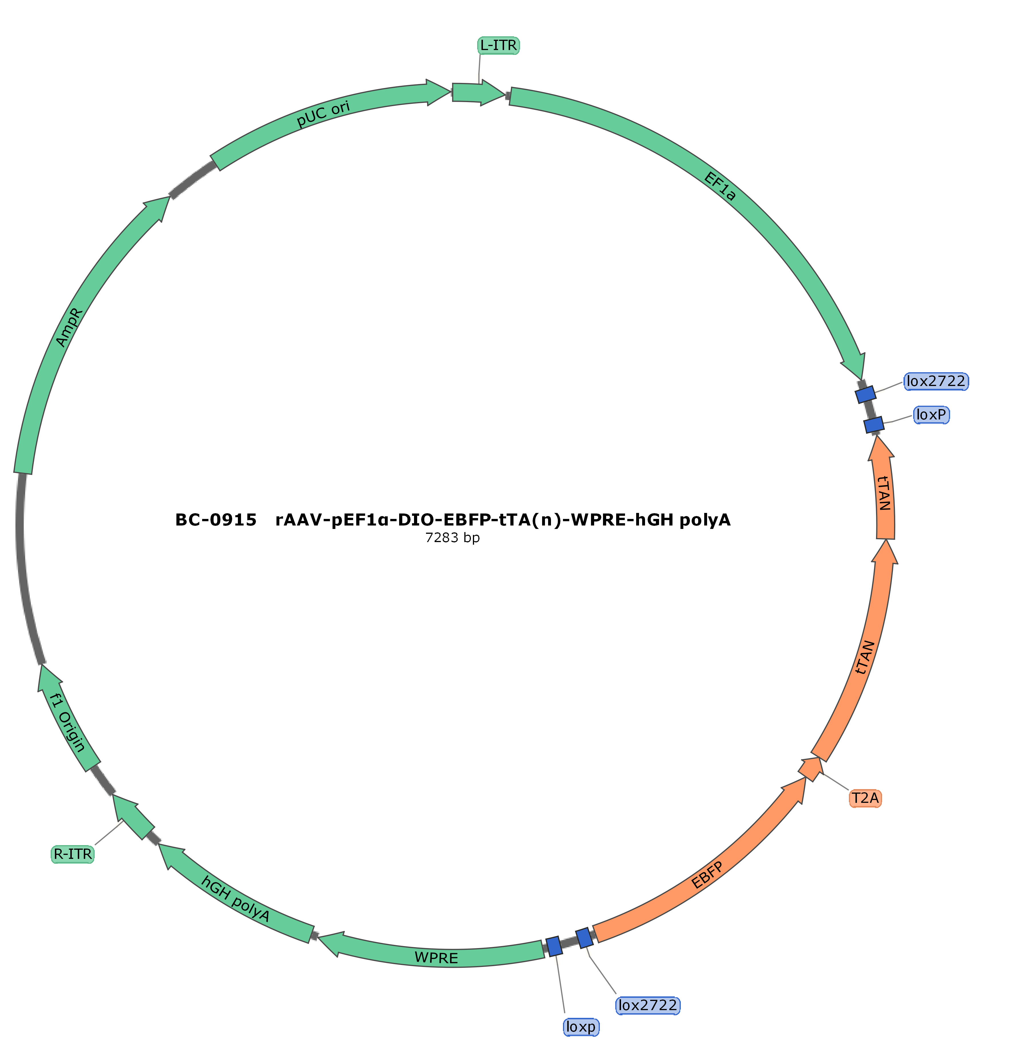 rAAV-pEF1α-DIO-EBFP-tTA(n)