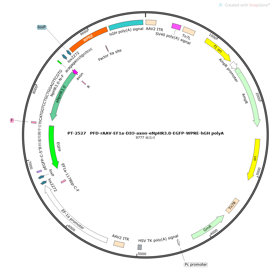PFD-rAAV-EF1a-DIO-axon-eNpHR3.0-EGFP-WPRE-hGH polyA