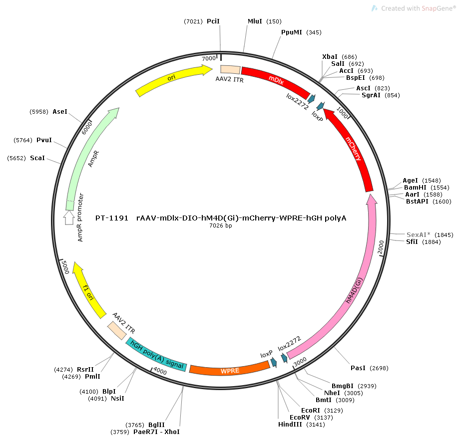 rAAV-mDlx-DIO-hM4D(Gi)-mCherry-WPRE-hGH polyA