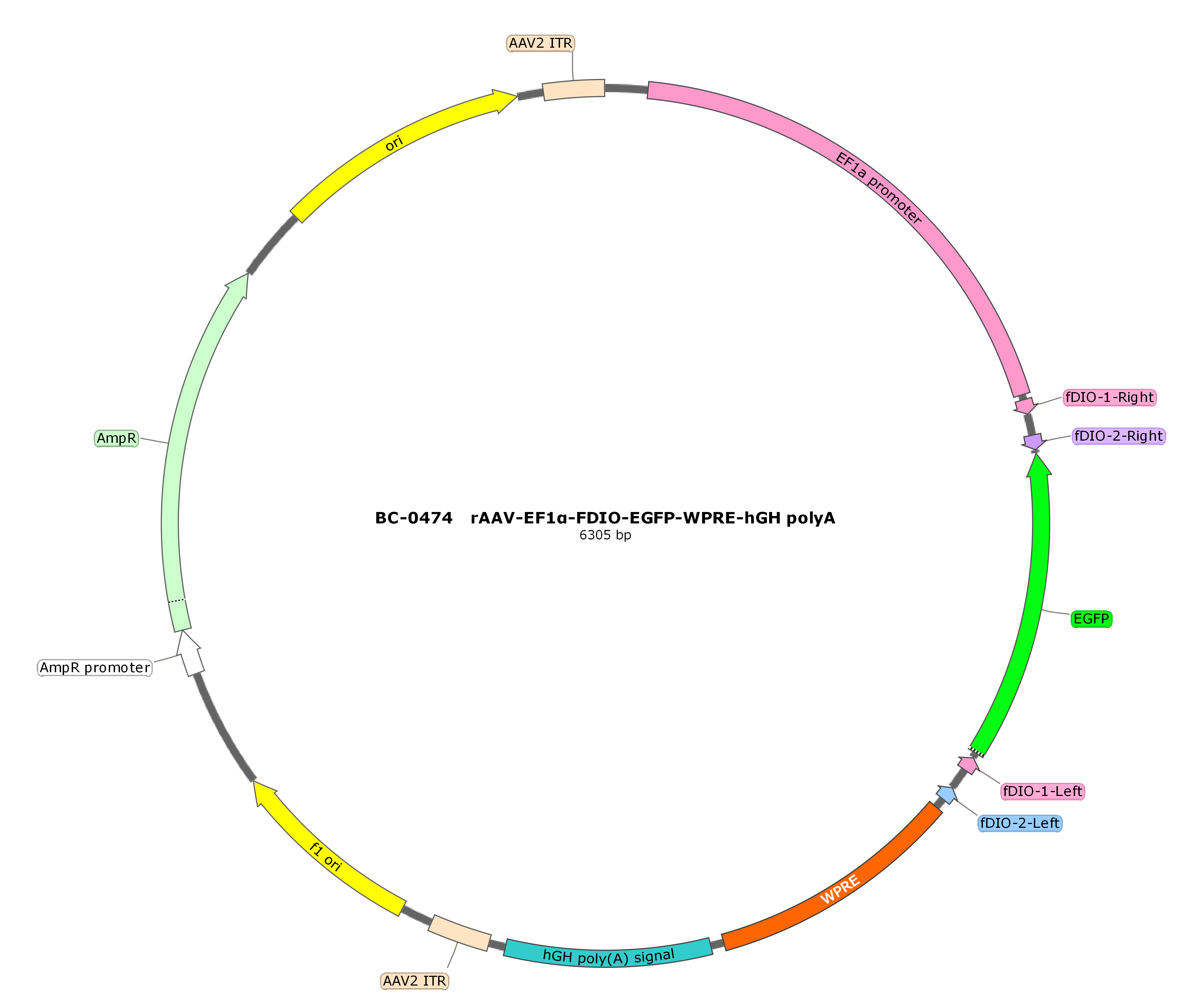 rAAV-EF1α-FDIO-EGFP-WPRE-hGH polyA