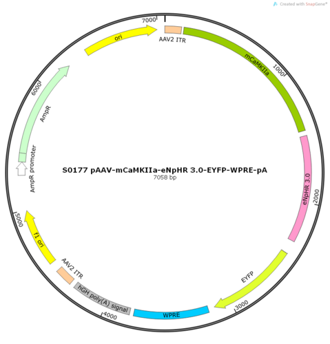 AAV2/5-mCaMKIIa-eNpHR 3.0-EYFP-WPRE-pA