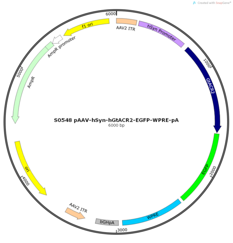 AAV2/9-hSyn-hGtACR2-EGFP-ER2-WPRE-pA
