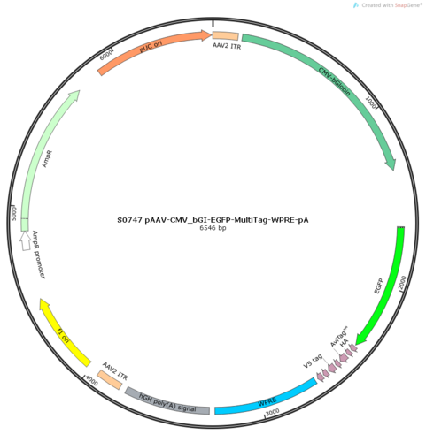 AAV2/Anc80L65-CMV_bGI-EGFP-MultiTag-WPRE-pA