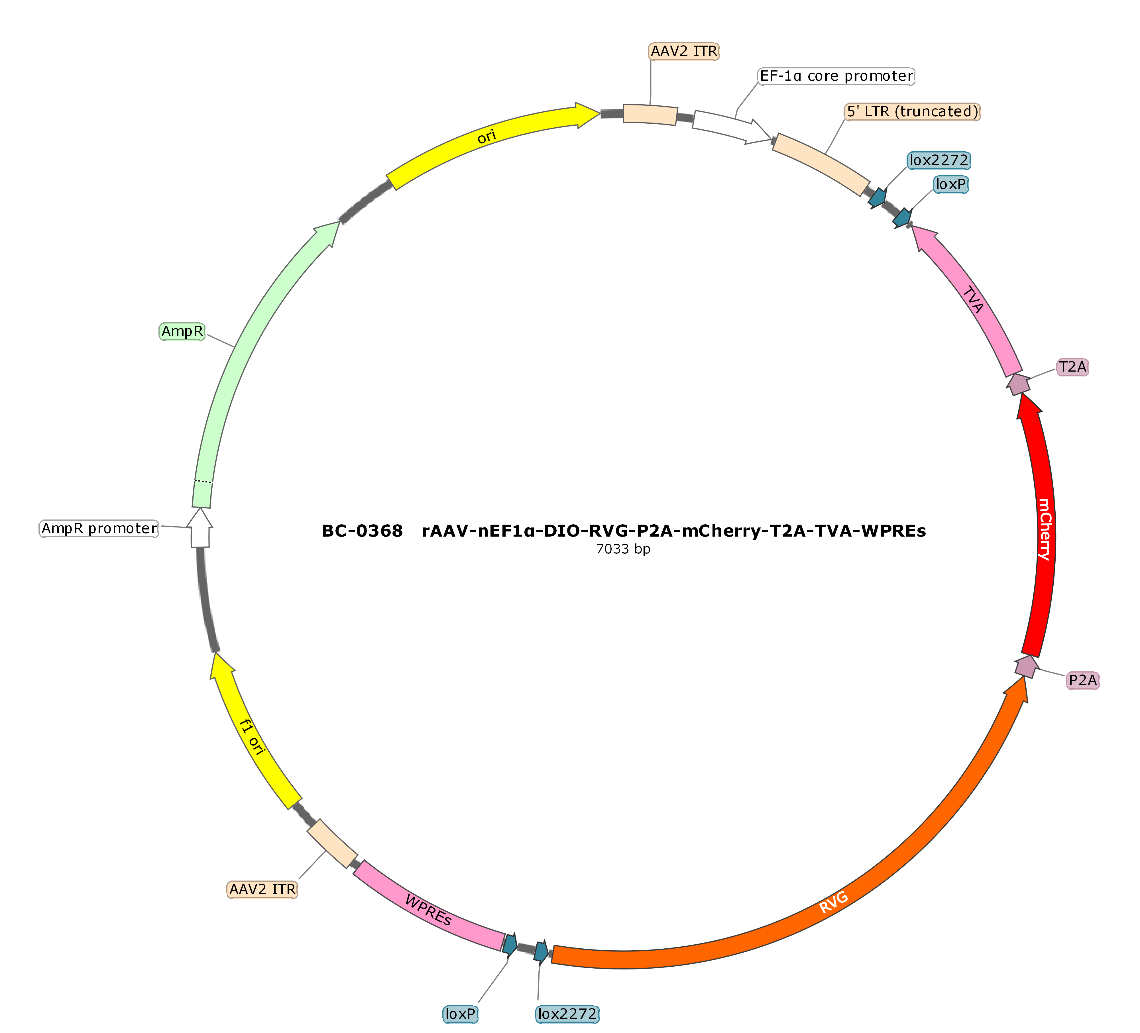 rAAV-nEF1α-DIO-RVG-P2A-mCherry-T2A-TVA