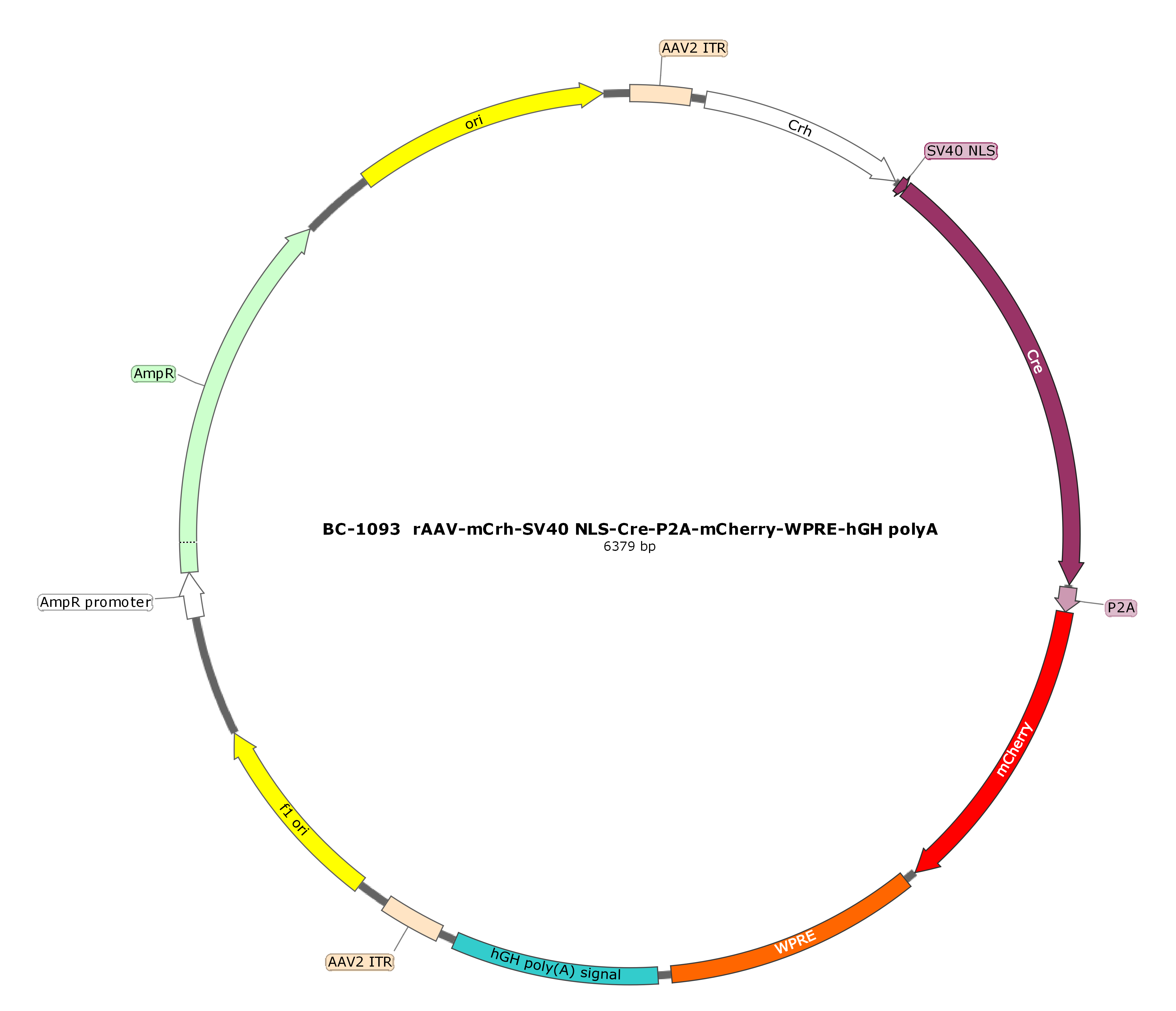 rAAV-mCrh-SV40 NLS-Cre-P2A-mCherry