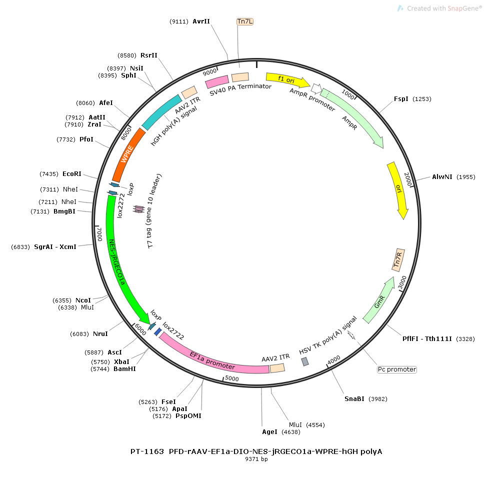 PFD-rAAV-EF1α-DIO-NES-jRGECO1a-WPRE-hGH polyA