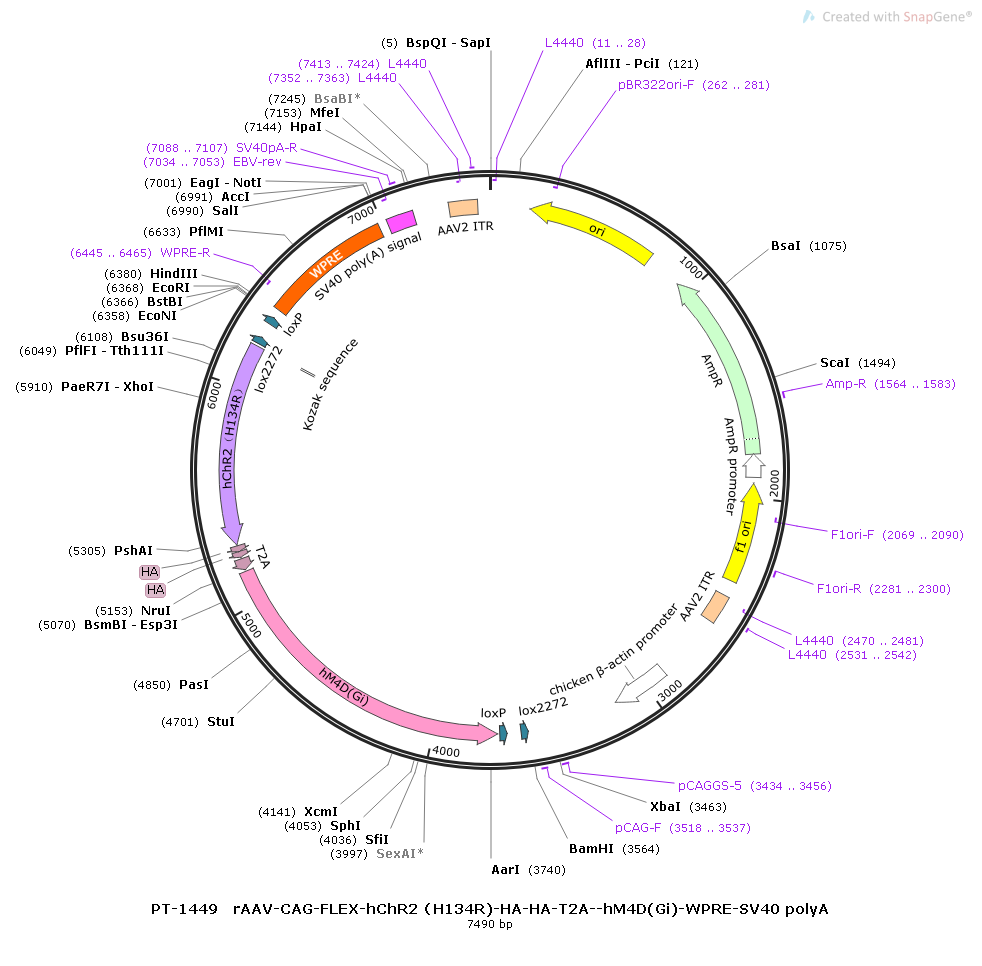 rAAV-CAG-FLEX-hChR2(H134R)-HA-HA-T2A-hM4D(Gi)-WPRE-SV40 polyA