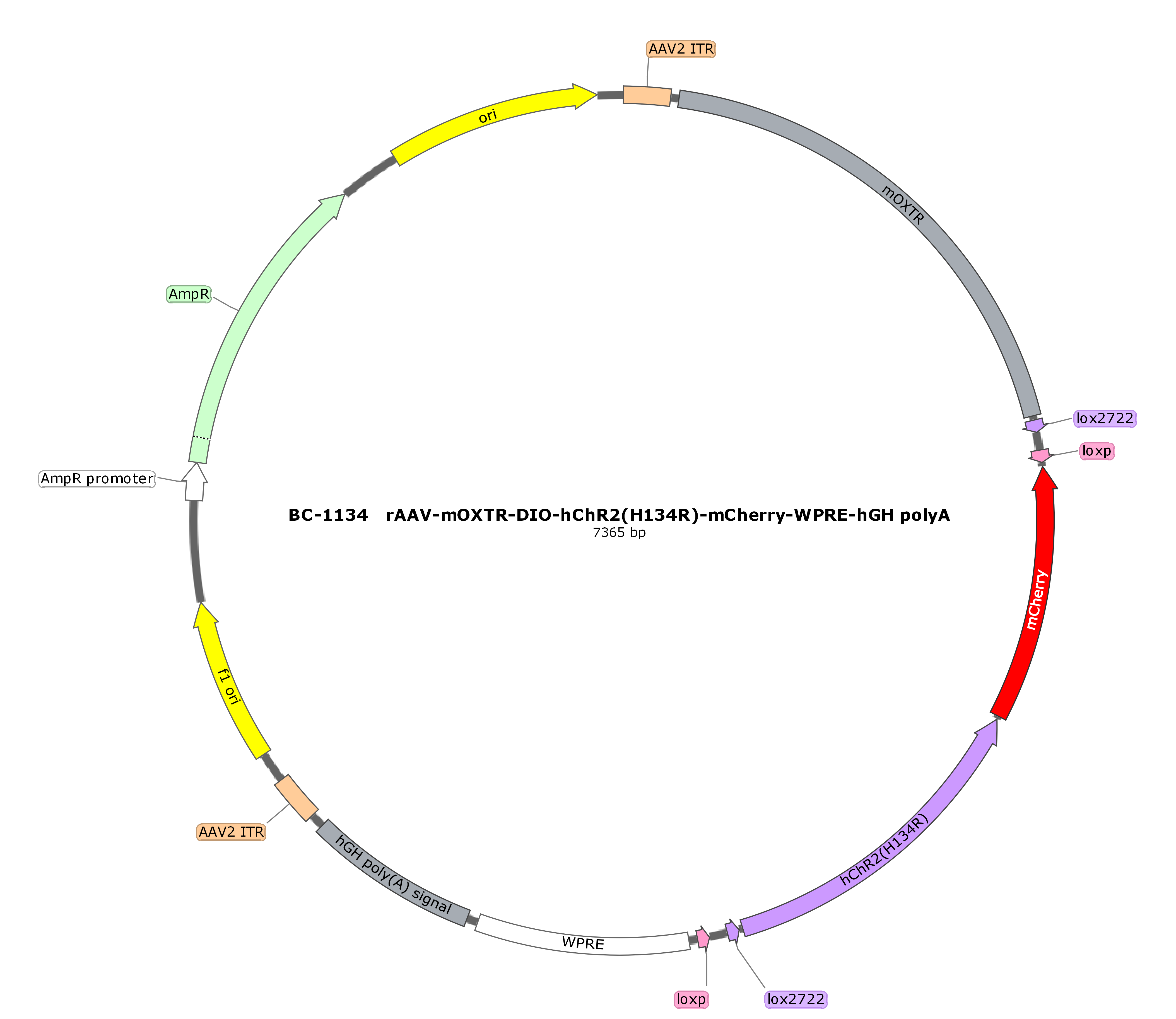 rAAV-mOXTR-DIO-hChR2(H134R)-mCherry