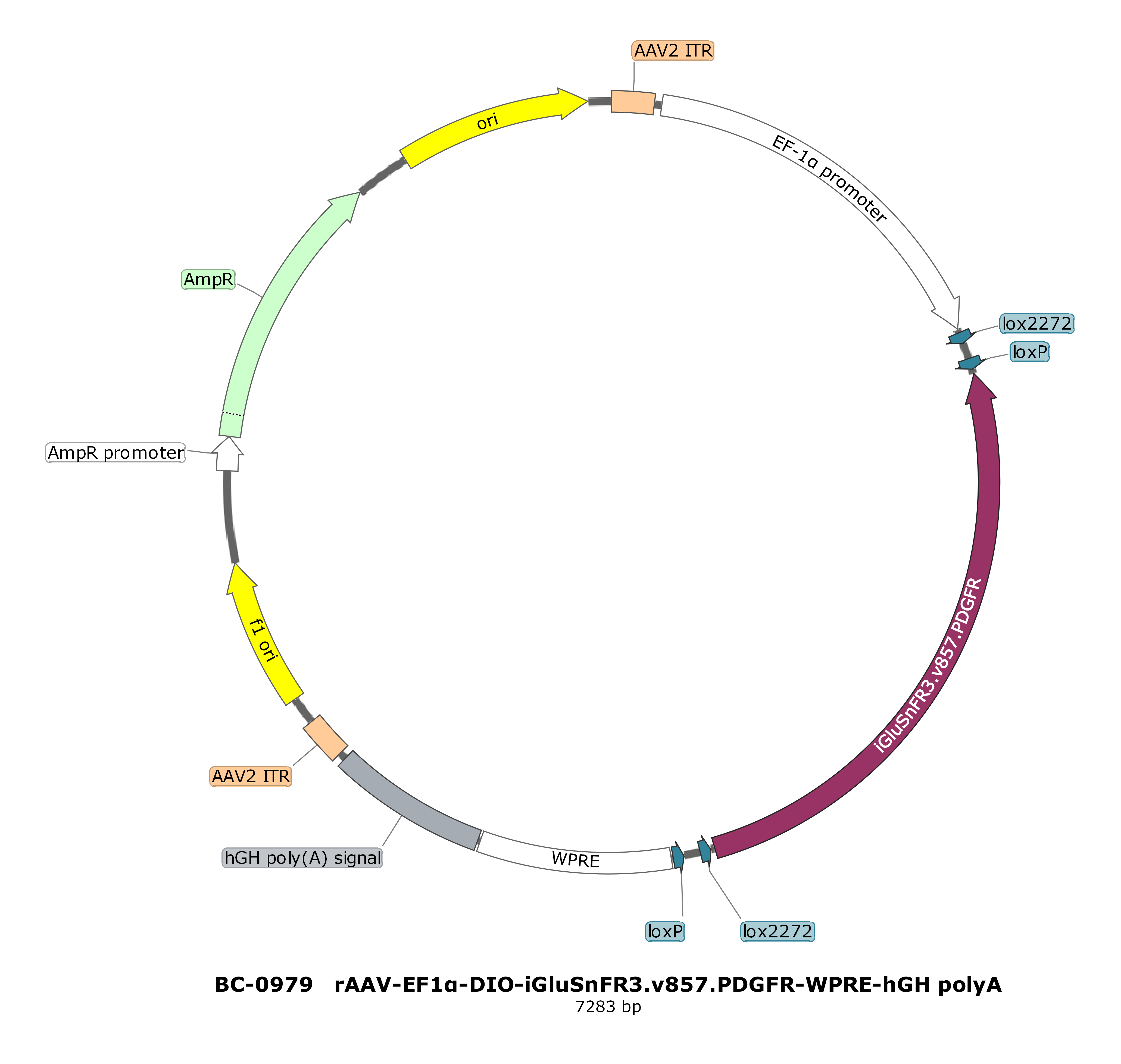 rAAV-EF1α-DIO-iGluSnFR3.v857.PDGFR