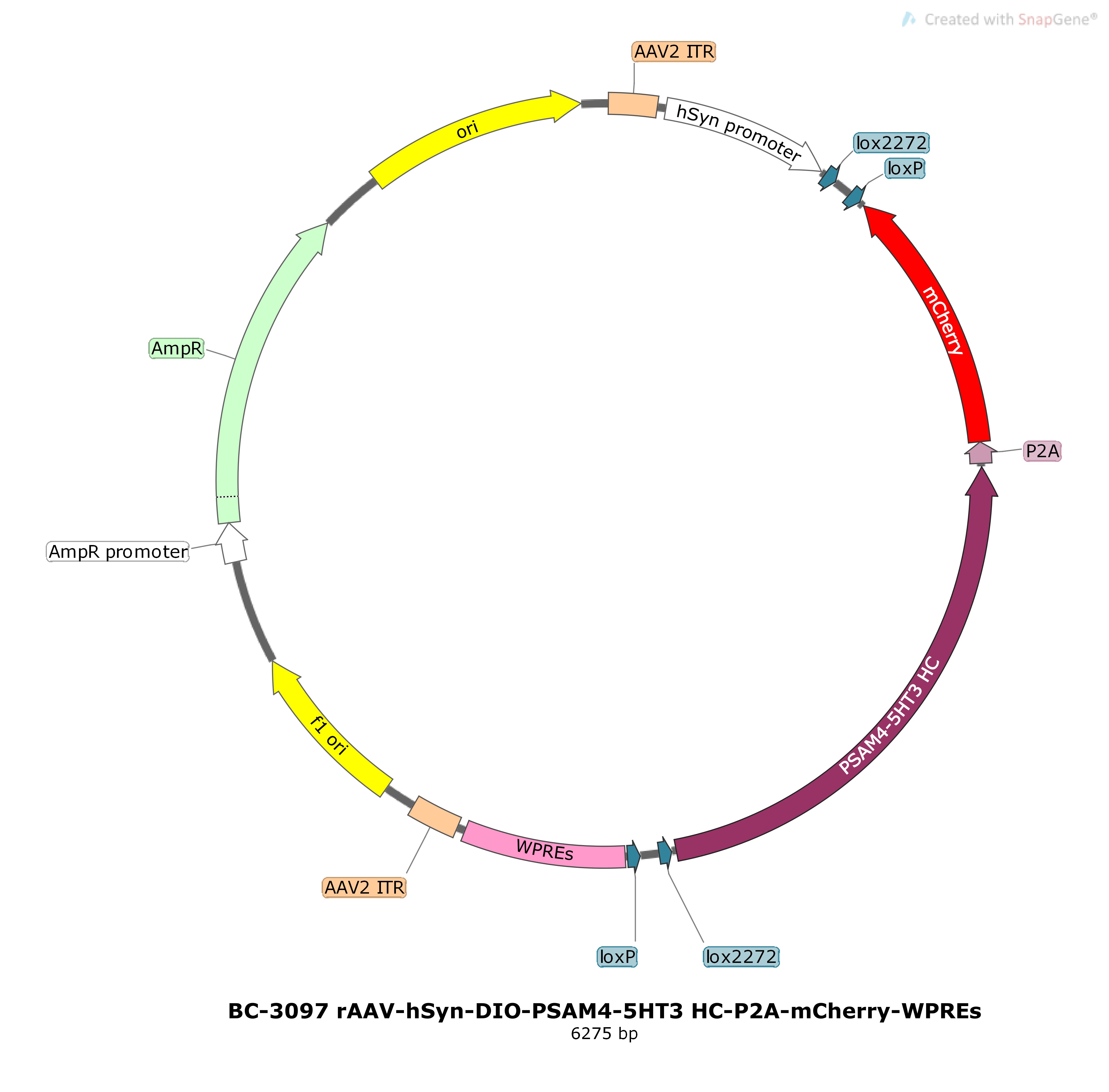 rAAV-hSyn-DIO-PSAM4-5HT3 HC-P2A-mCherry