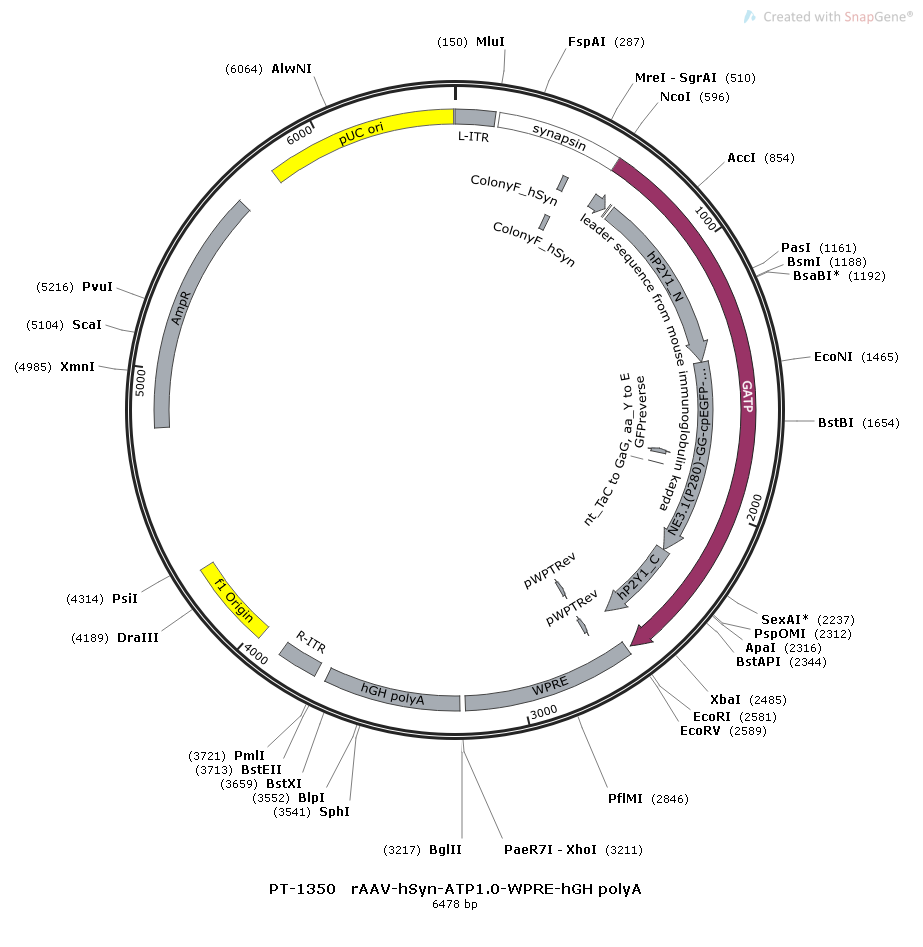 rAAV-hSyn-ATP1.0-WPRE-hGH polyA