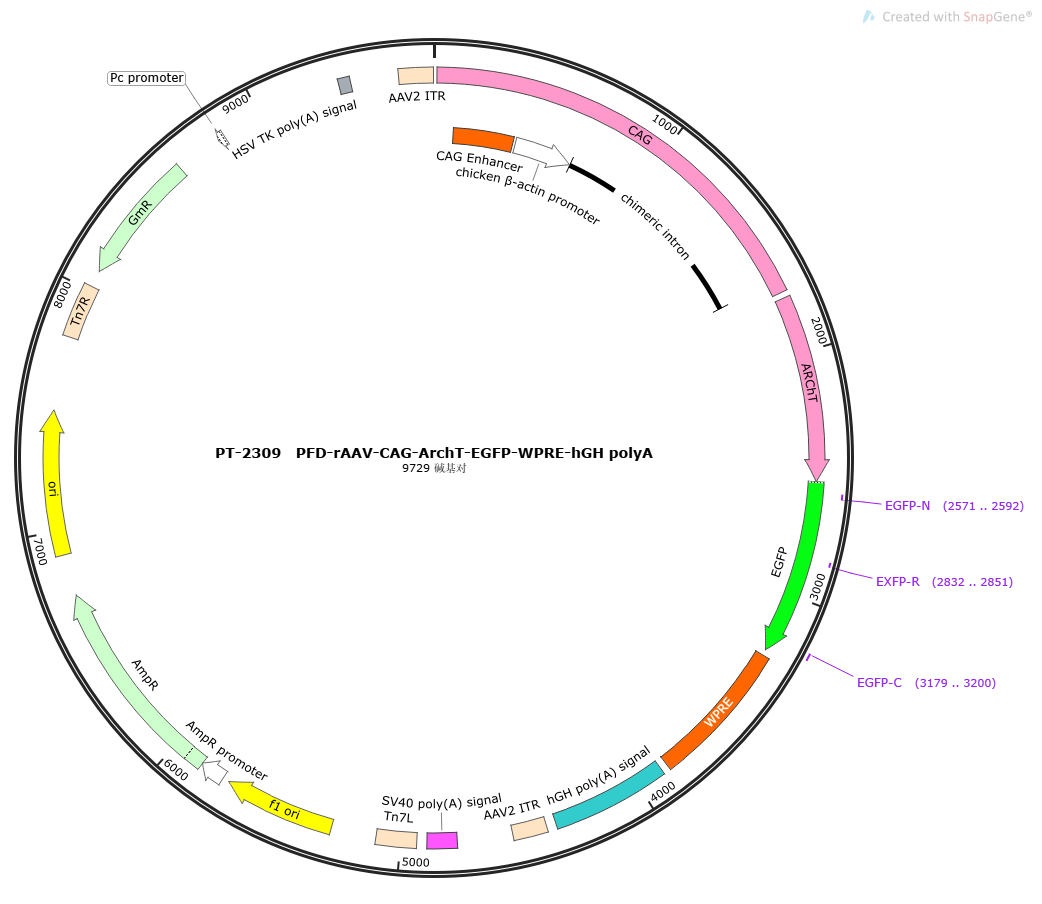 PFD-rAAV-CAG-ArchT-GFP-WPRE-hGH polyA