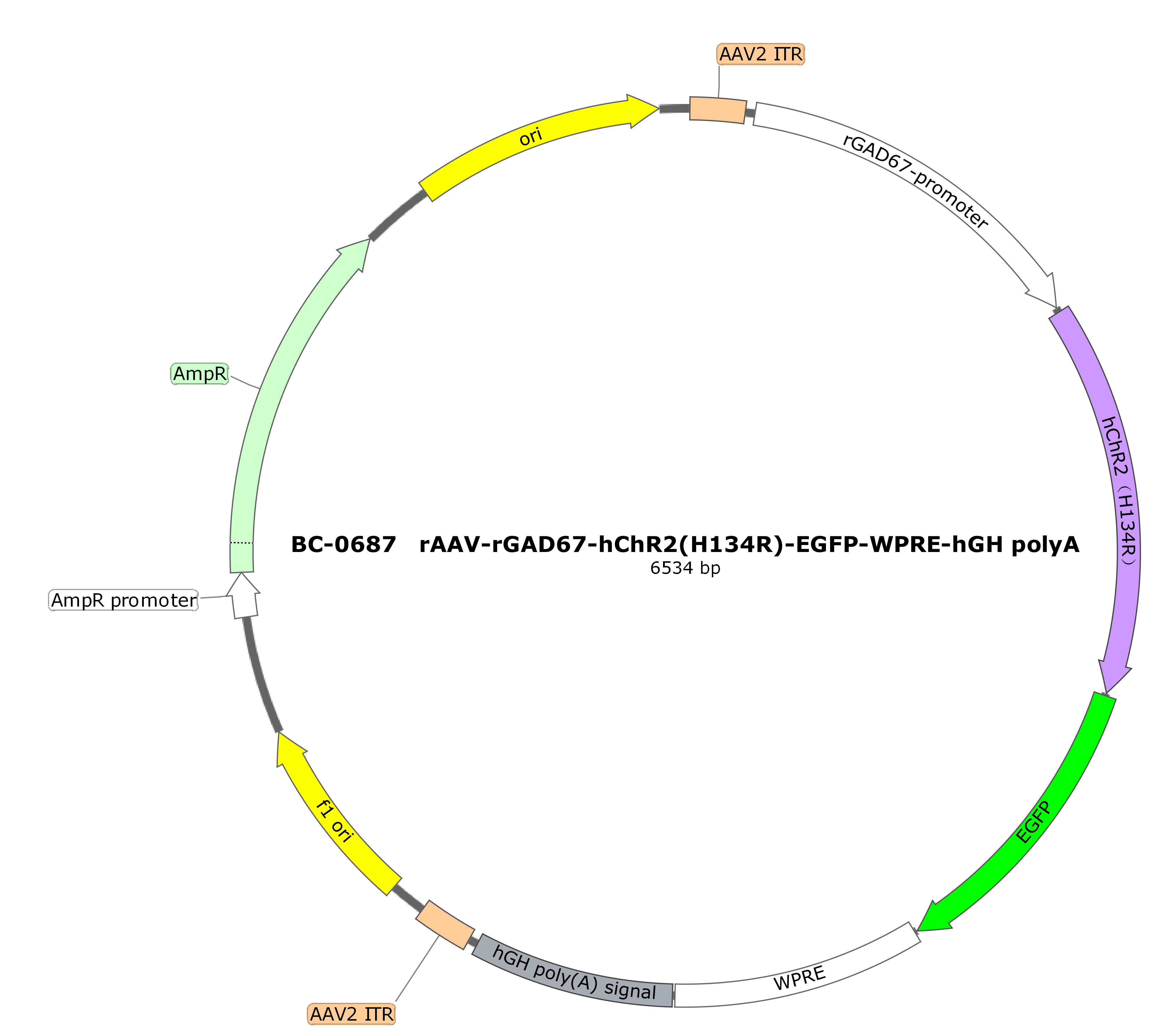 rAAV-rGAD67-hChR2(H134R)-EGFP