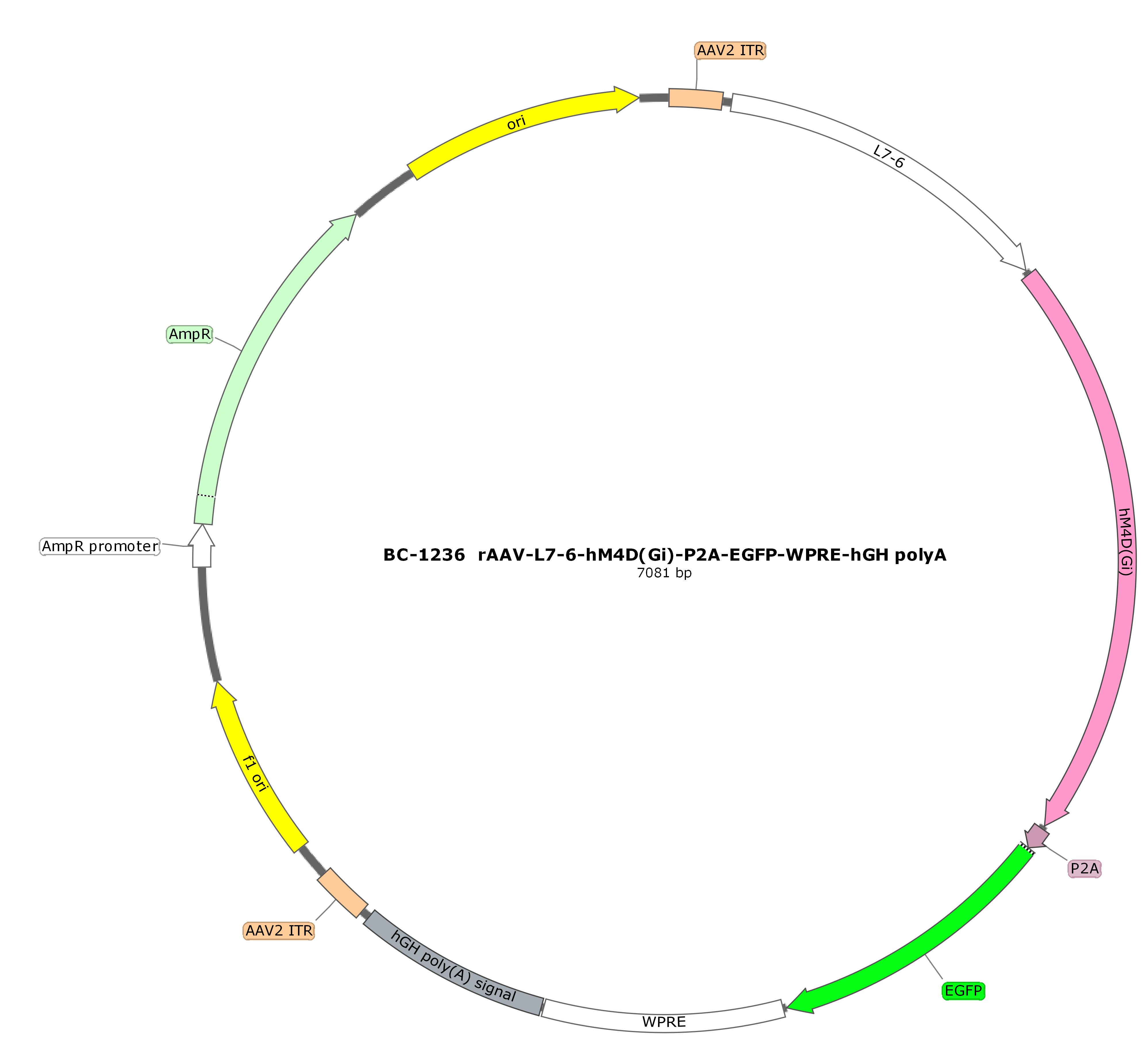 rAAV-L7-6-hM4D(Gi)-P2A-EGFP
