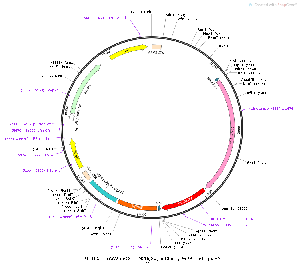rAAV-mOXT-hM3D(Gq)-mCherry-WPRE-hGH polyA