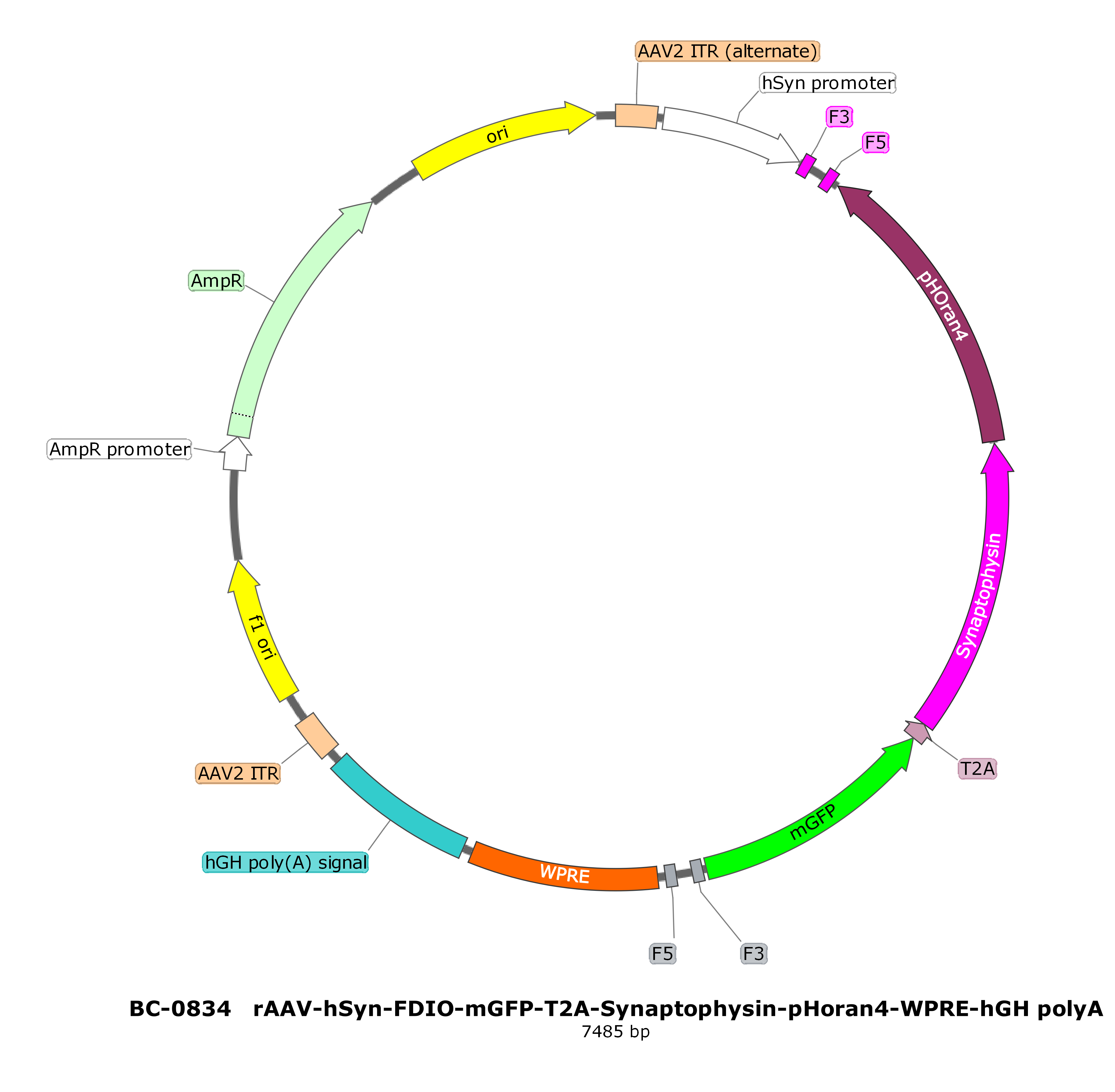 rAAV-hSyn-FDIO-mGFP-T2A-Synaptophysin-pHoran4