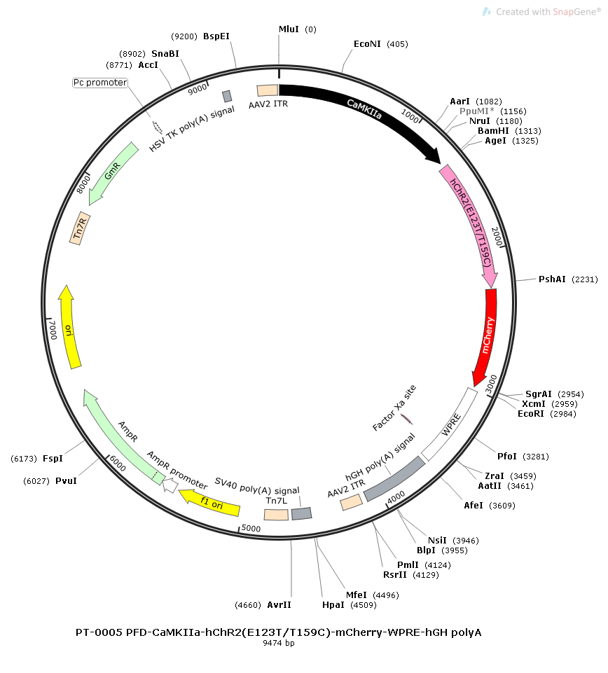rAAV-CaMKIIa-hChR2(E123T/T159C)-mCherry-WPRE-hGH polyA