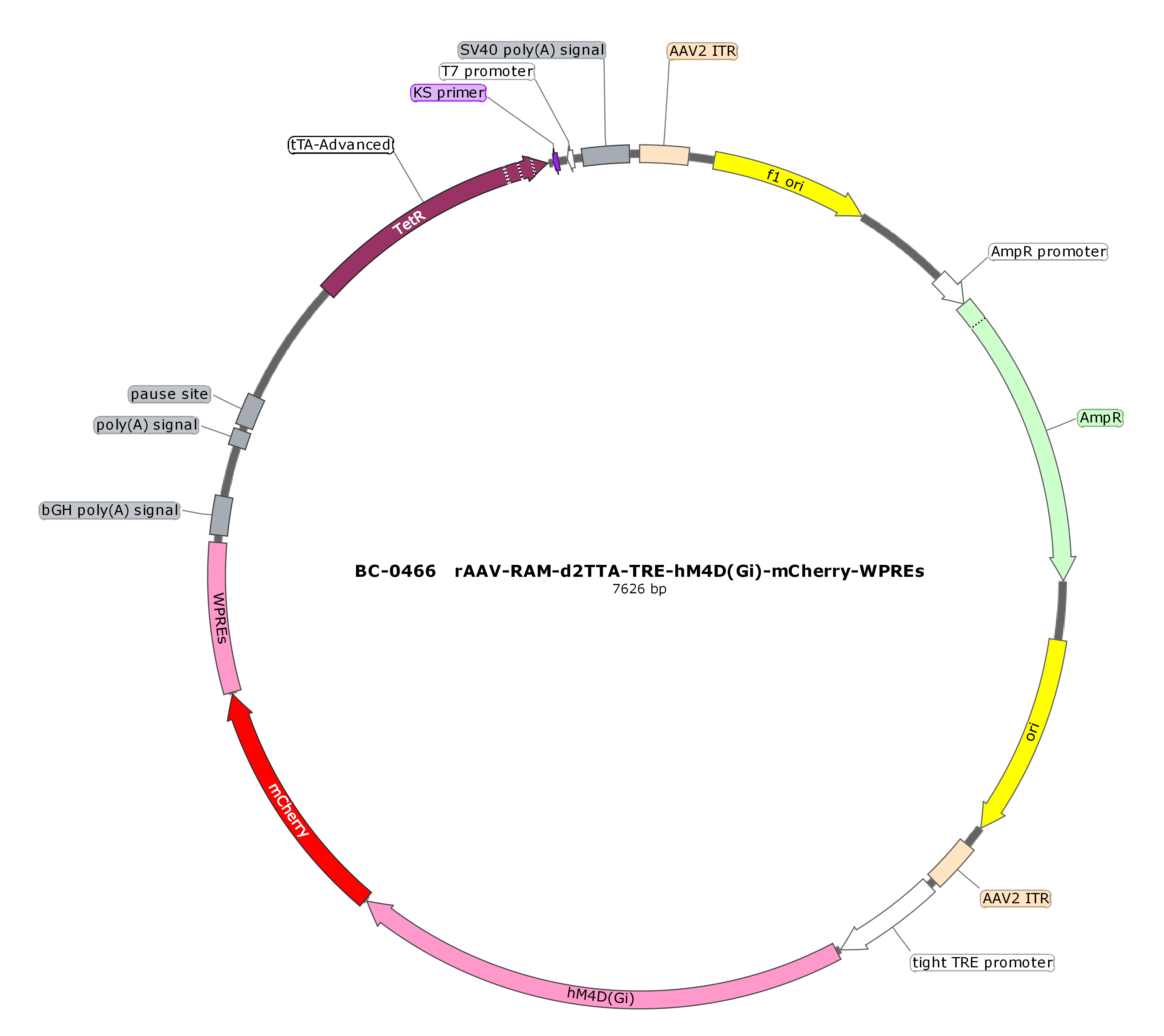 rAAV-RAM-d2TTA-TRE-hM4D(Gi)-mCherry