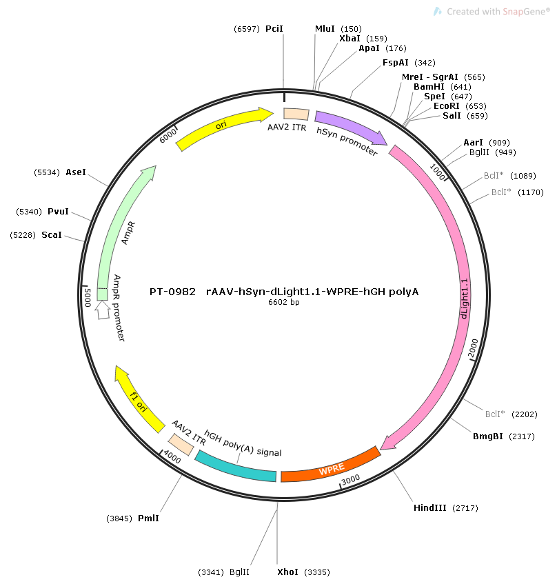 rAAV-hSyn-dLight1.1-WPRE-hGH polyA