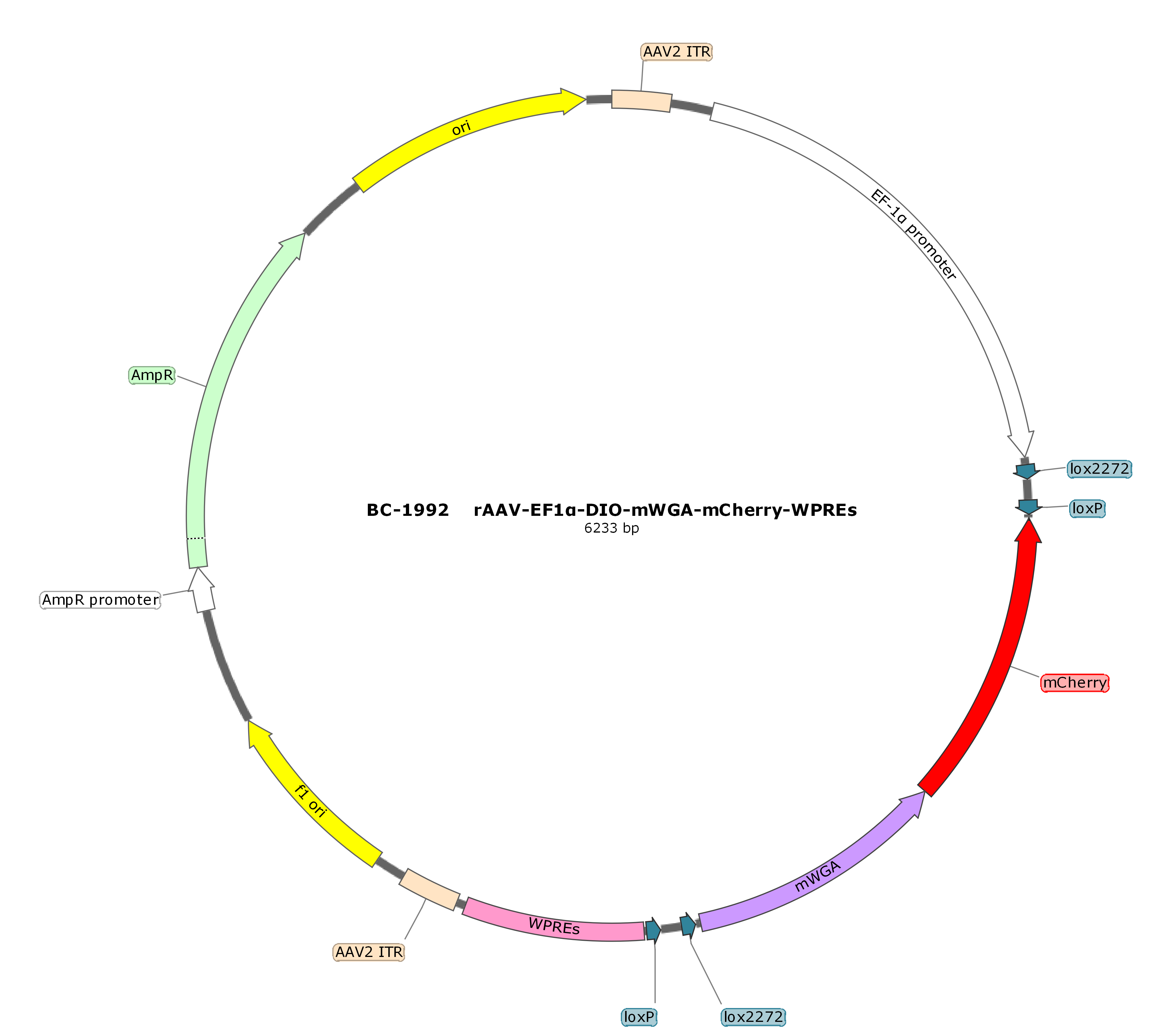 rAAV-EF1α-DIO-mWGA-mCherry