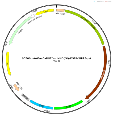 AAV2/5-mCaMKIIa-hM4D(Gi)-EGFP-ER2-WPRE-pA