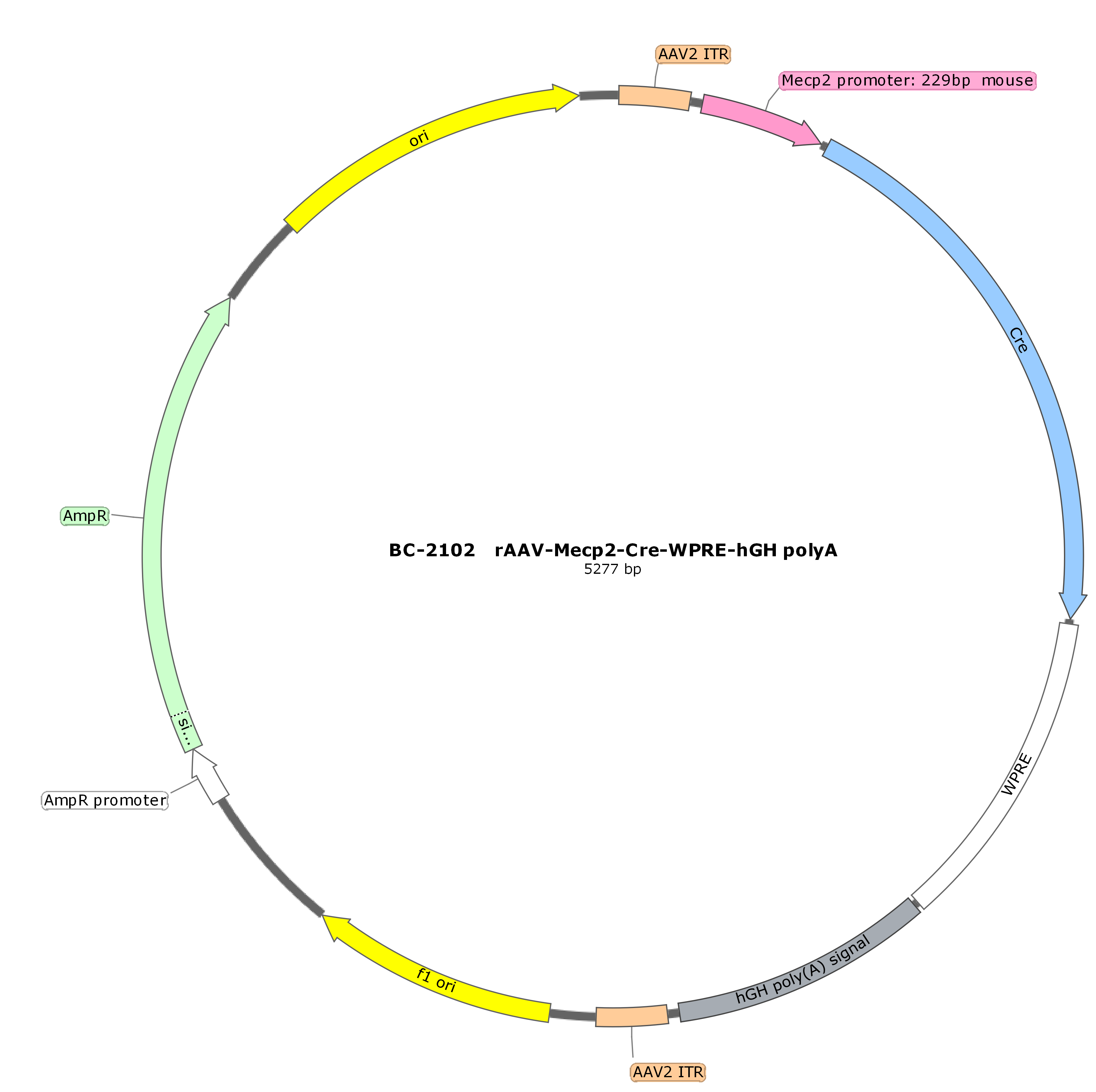 rAAV-Mecp2-CRE-WPRE-hGH polyA