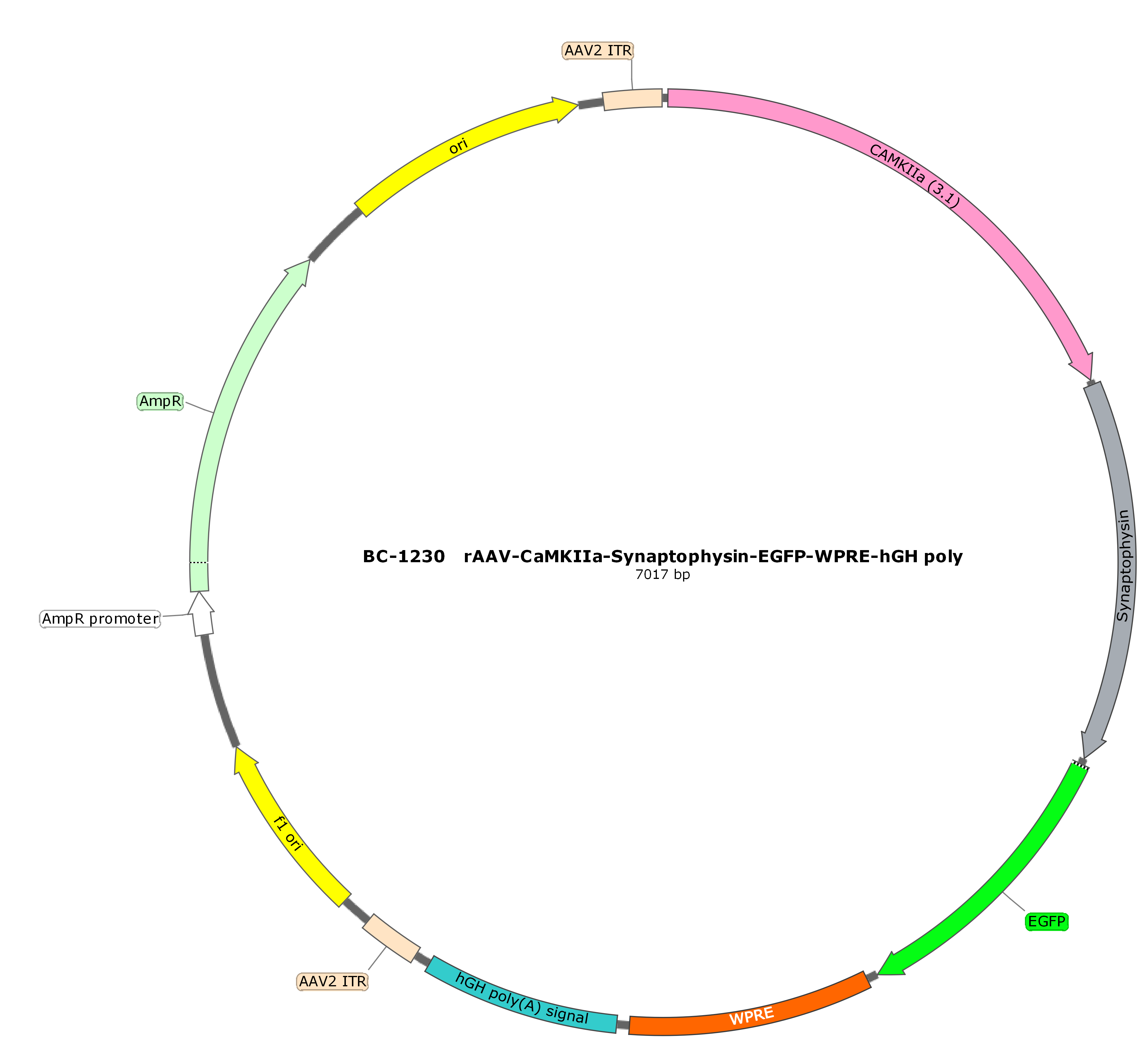 rAAV-CaMKIIα-Synaptophysin-EGFP