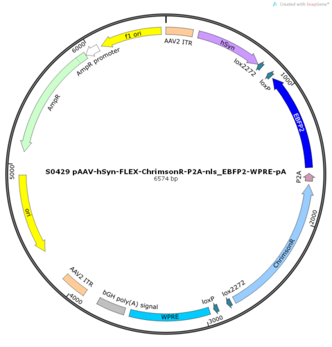 AAV2/8-hSyn-FLEX-ChrimsonR-P2A-nls_EBFP2-WPRE-pA