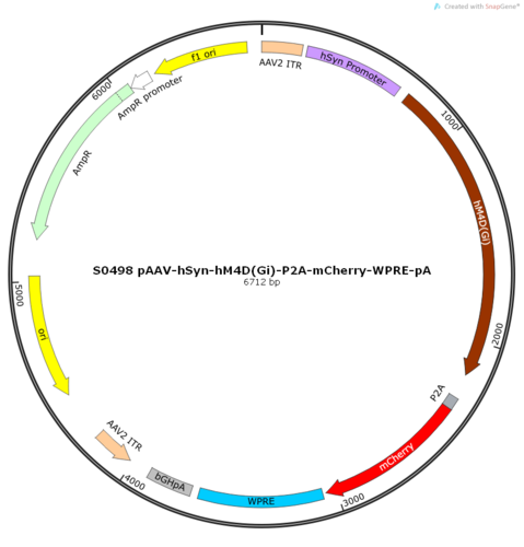 AAV2/8-hSyn-hM4D(Gi)-ER2-P2A-mCherry-WPRE-pA