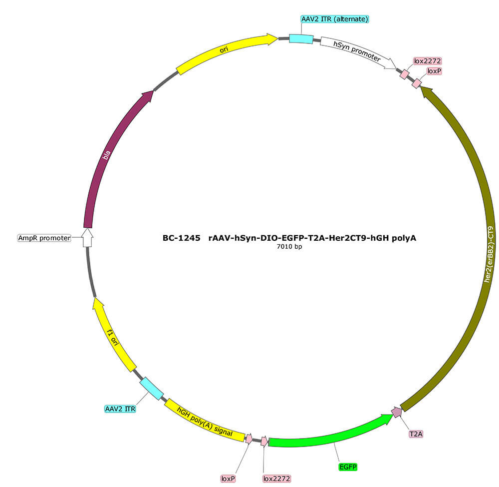 rAAV-hSyn-DIO-EGFP-T2A-Her2CT9