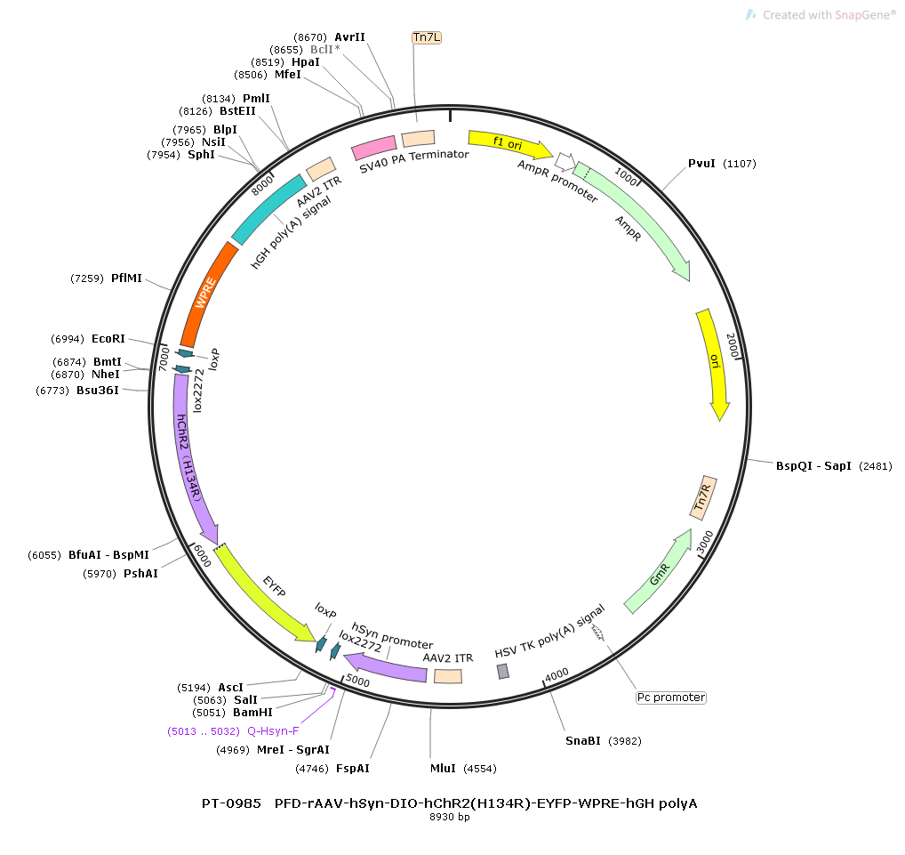 AAV-hSyn-DIO-hChR2(H134R)-EYFP-WPRE-hGH polyA