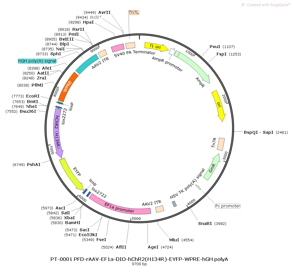 rAAV-EF1α-DIO-hChR2(H134R)-EYFP-WPRE-hGH polyA