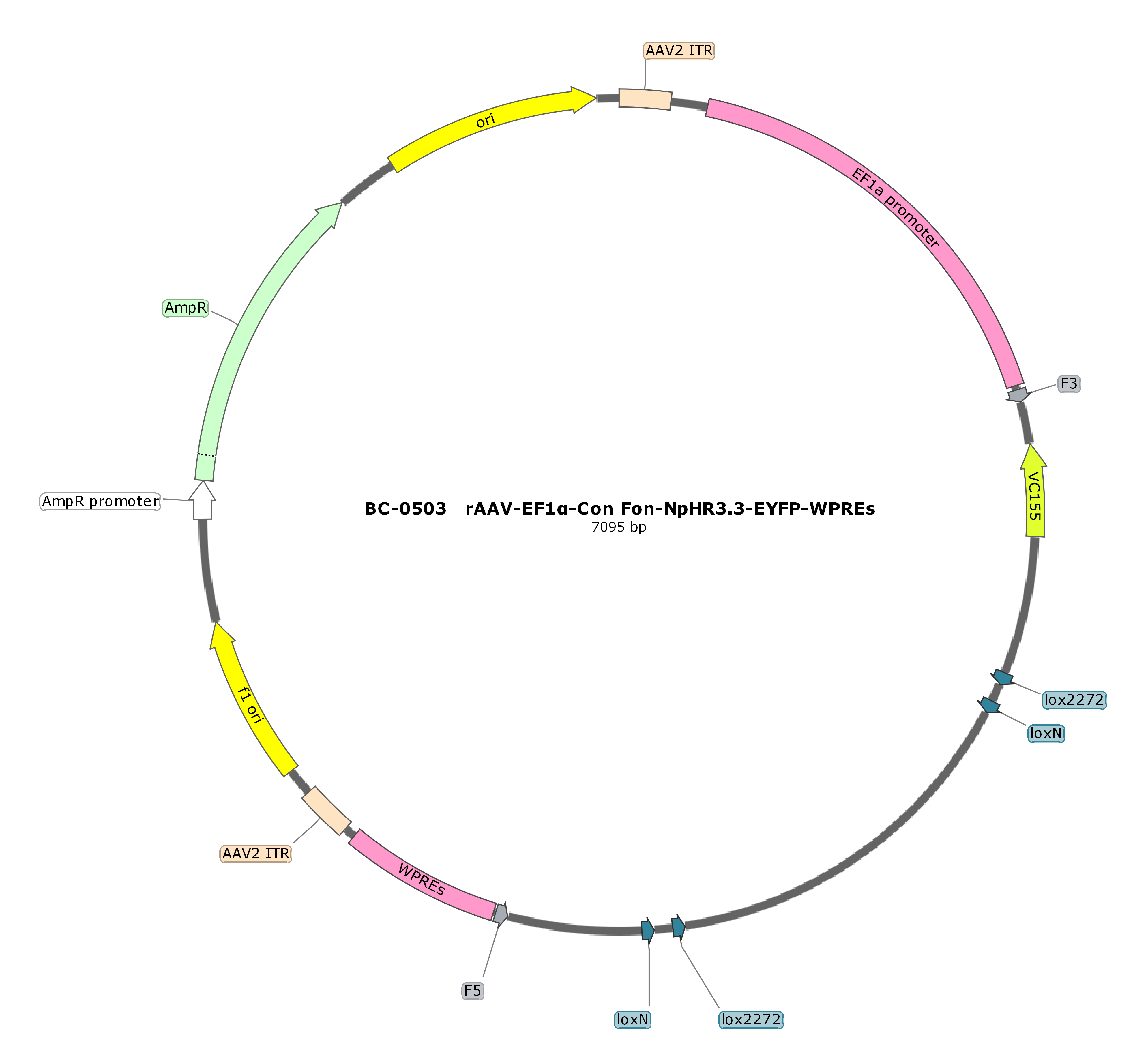 rAAV-EF1α-Con Fon-NpHR3.3-EYFP