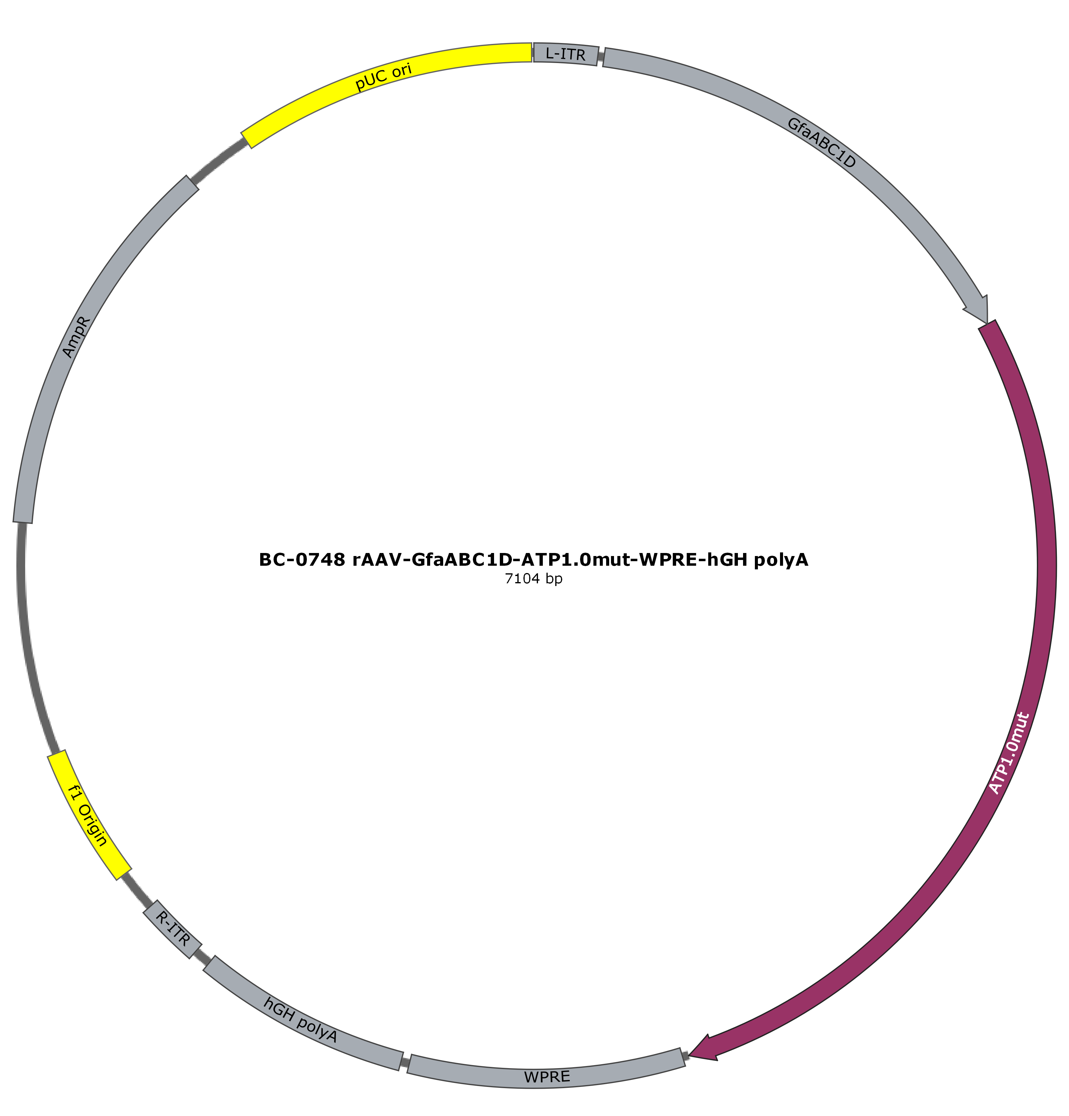 rAAV-GfaABC1D-ATP1.0mut
