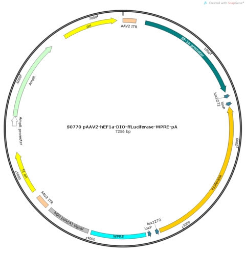 AAV2/9-hEF1a-DIO-ffLuciferase-WPRE-pA