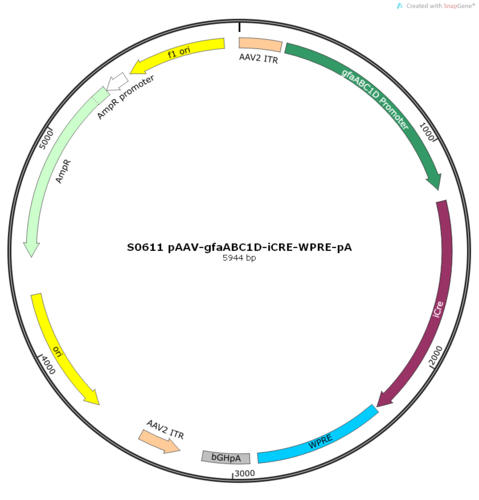 AAV2/9-gfaABC1D-iCRE-WPRE-pA
