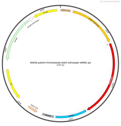 AAV2/9-PV.Promoter.S5E2-tdTomato-WPRE-pA