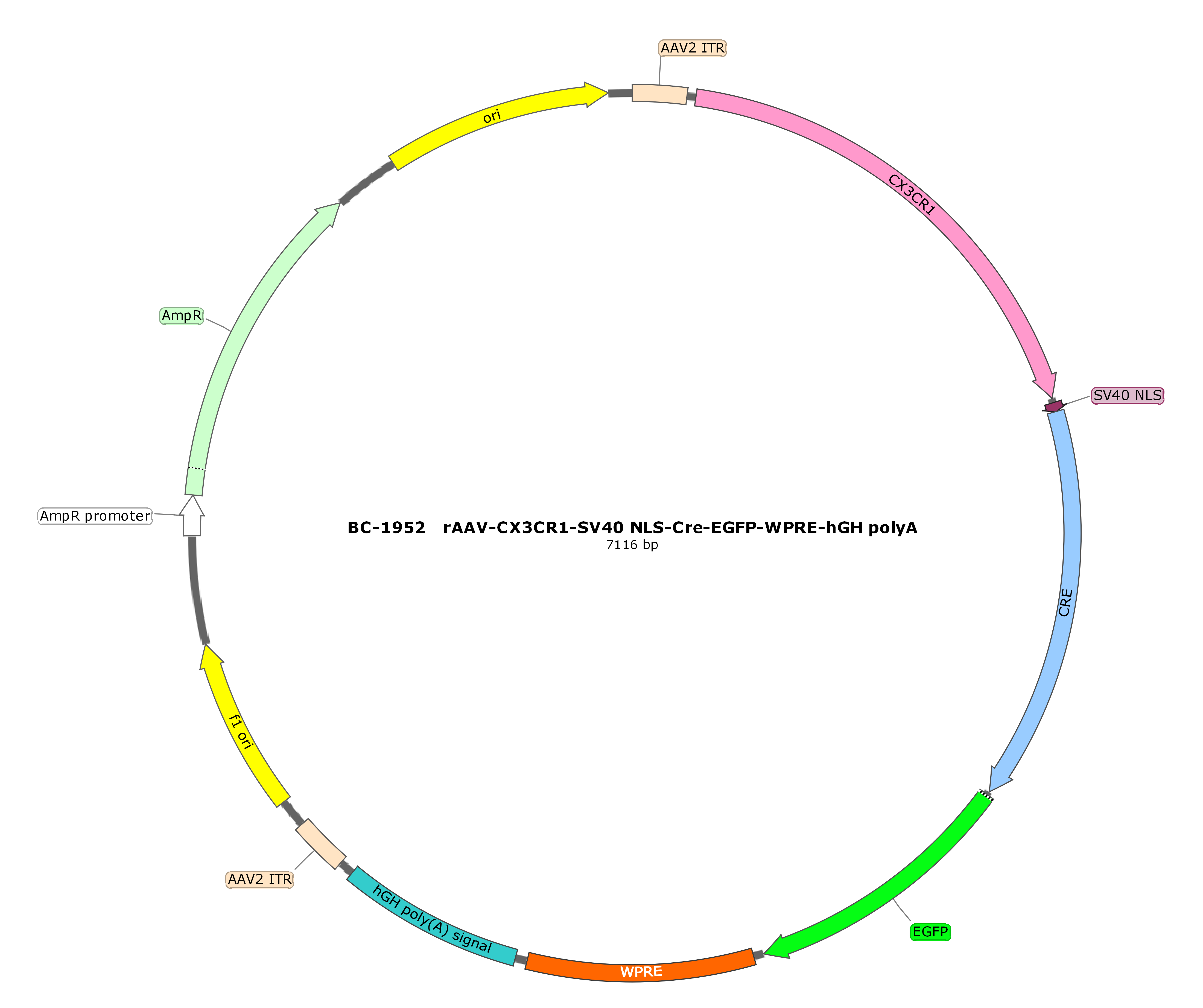 rAAV-CX3CR1-SV40 NLS-Cre-EGFP