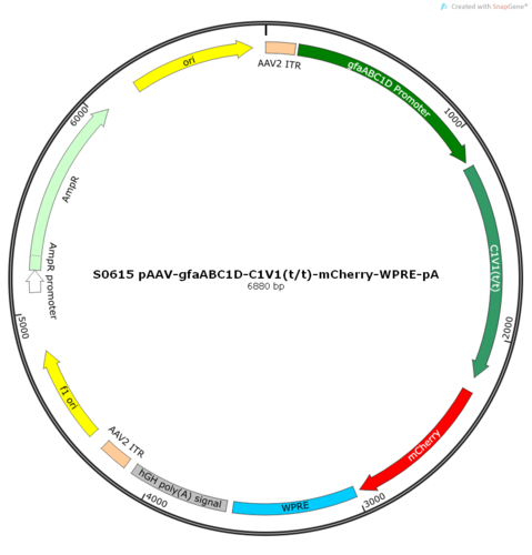AAV2/5-gfaABC1D-C1V1(t/t)-mCherry-WPRE-pA