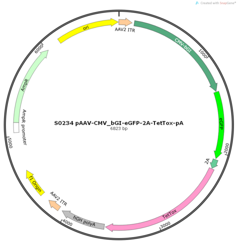 AAV2/5-CMV_bGI-eGFP-2A-TetTox-pA