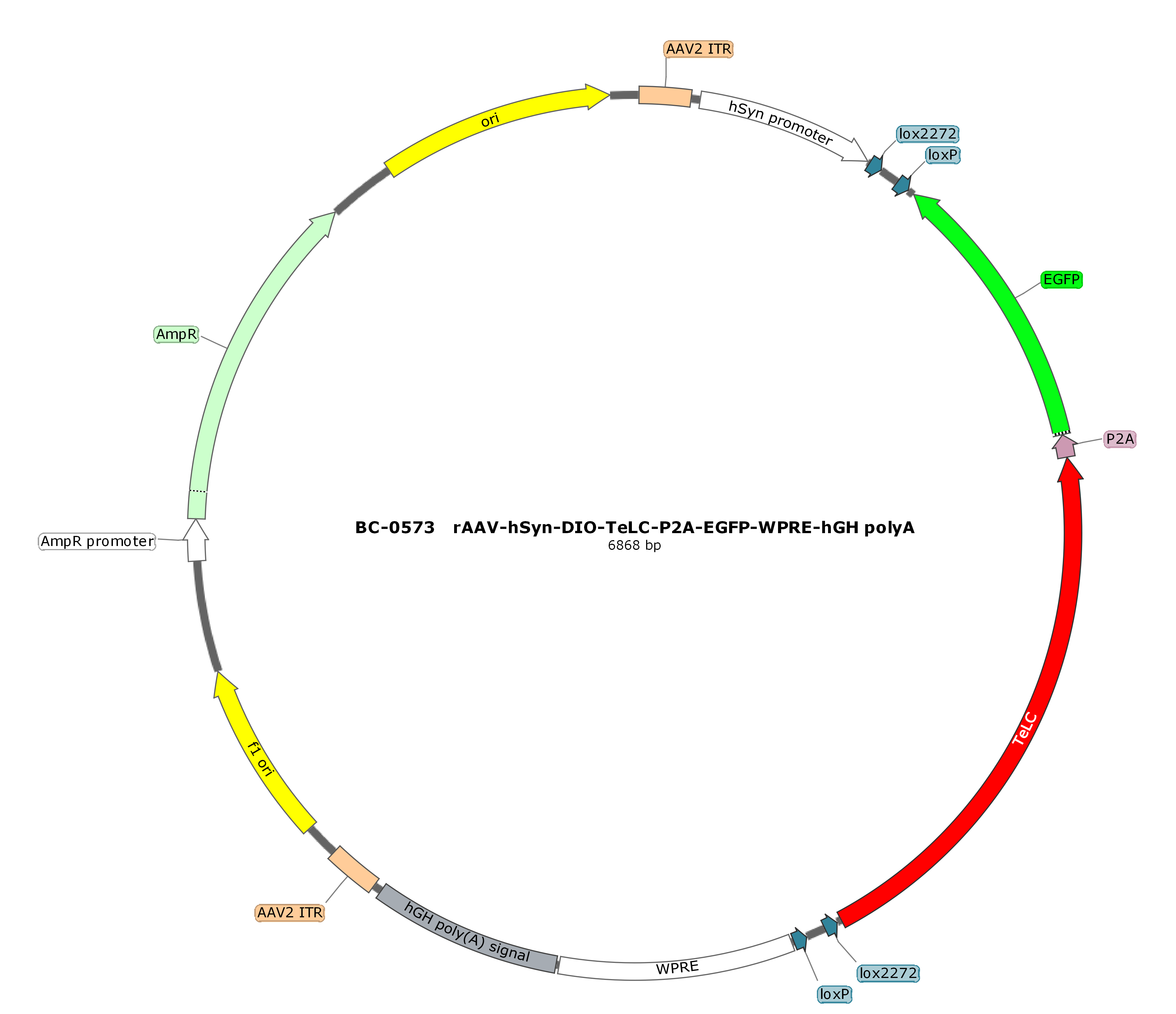 rAAV-hSyn-DIO-TeLC-P2A-EGFP