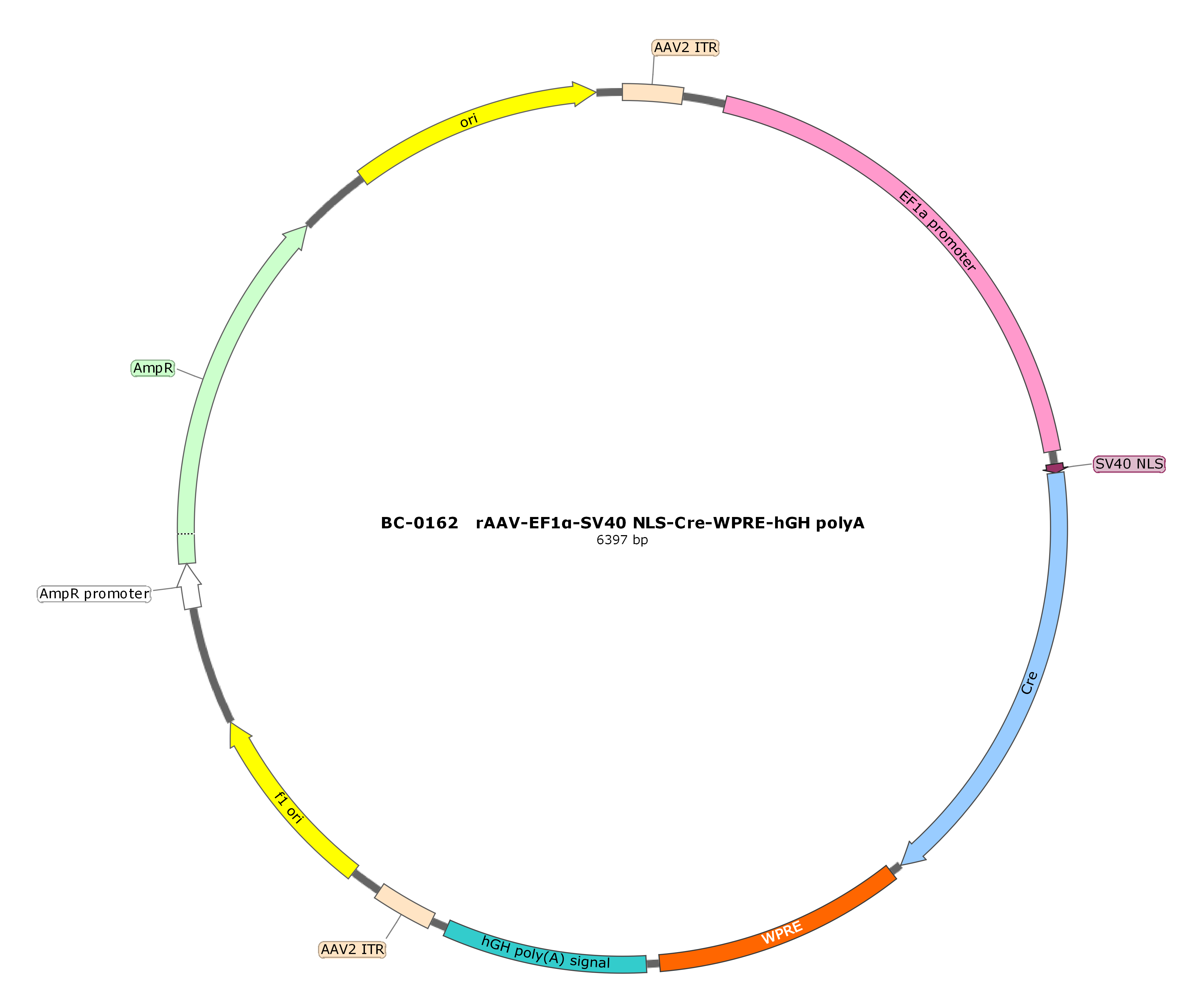 rAAV-EF1α-NLS-CRE-WPRE-hGH polyA
