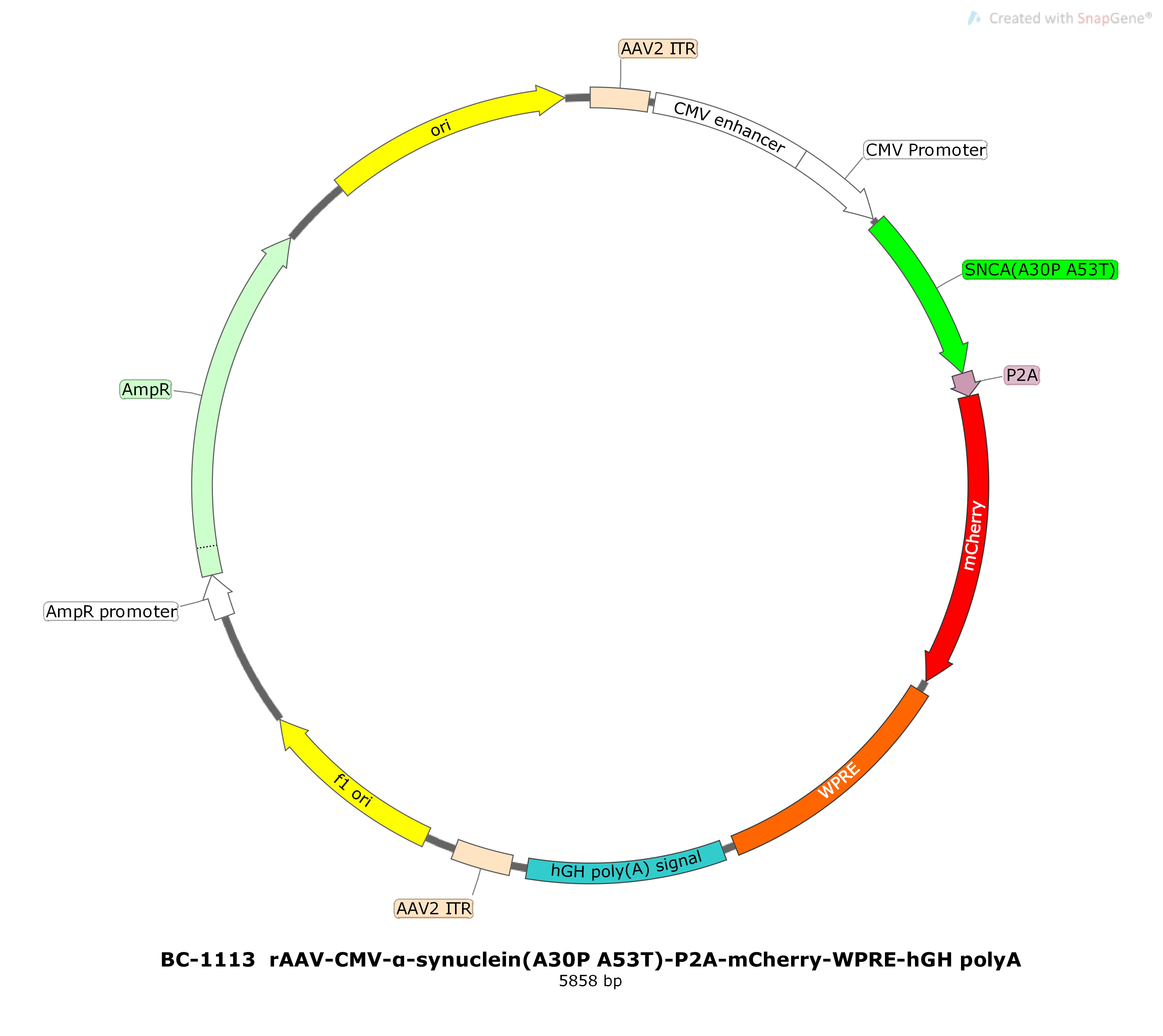 rAAV-CMV-α-synuclein(A30P A53T)-P2A-mCherry