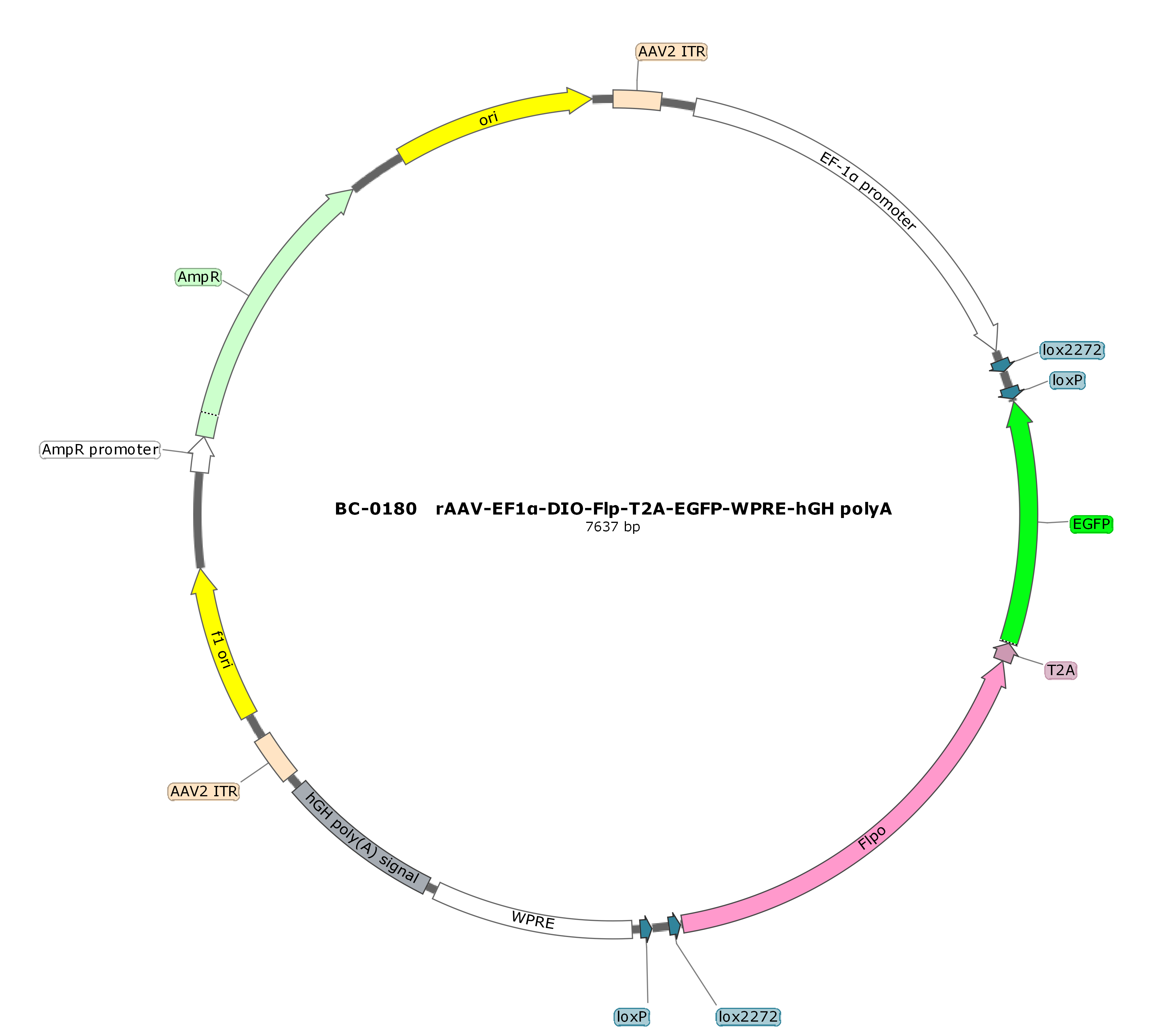 rAAV-EF1α-DIO-FLP-T2A-EGFP-WPRE-hGH polyA