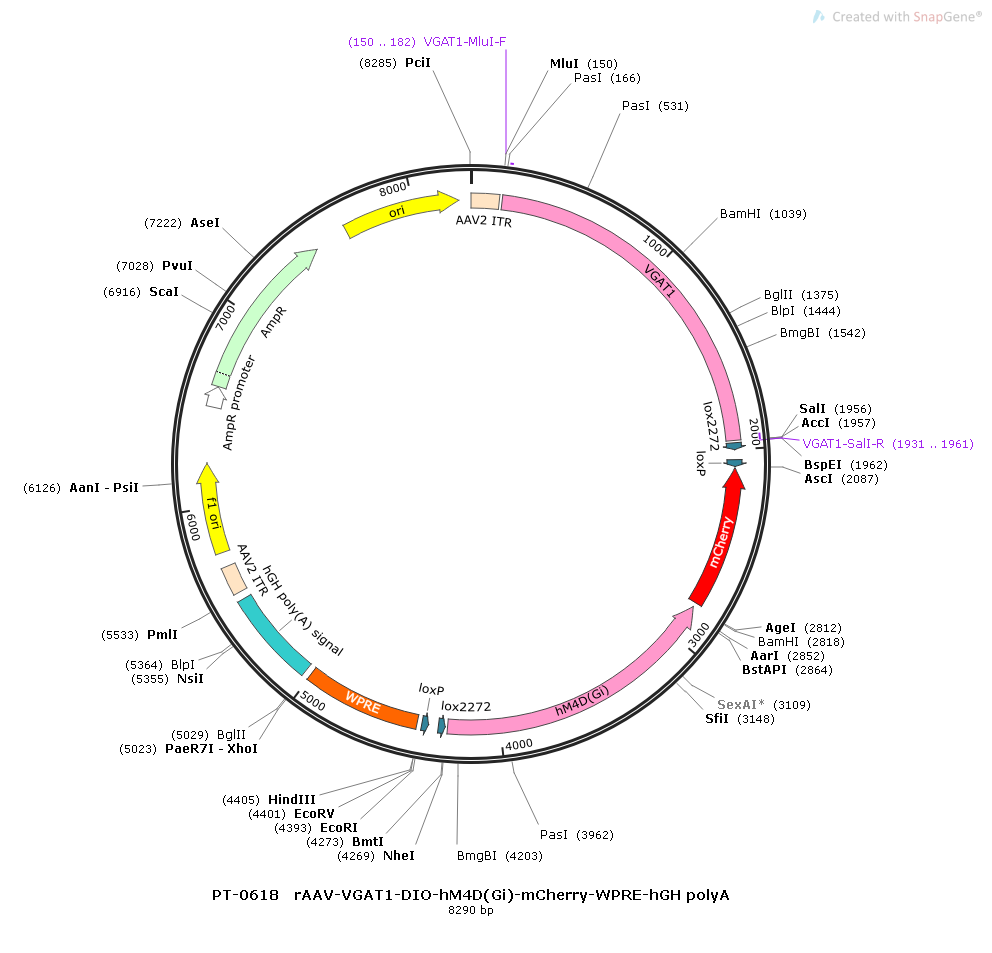 rAAV-VGAT1-DIO-hM4D(Gi)-mCherry-WPRE-hGH polyA