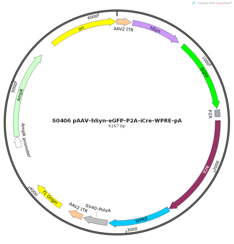 AAV2/8-hSyn-EGFP-P2A-iCre-WPRE-pA