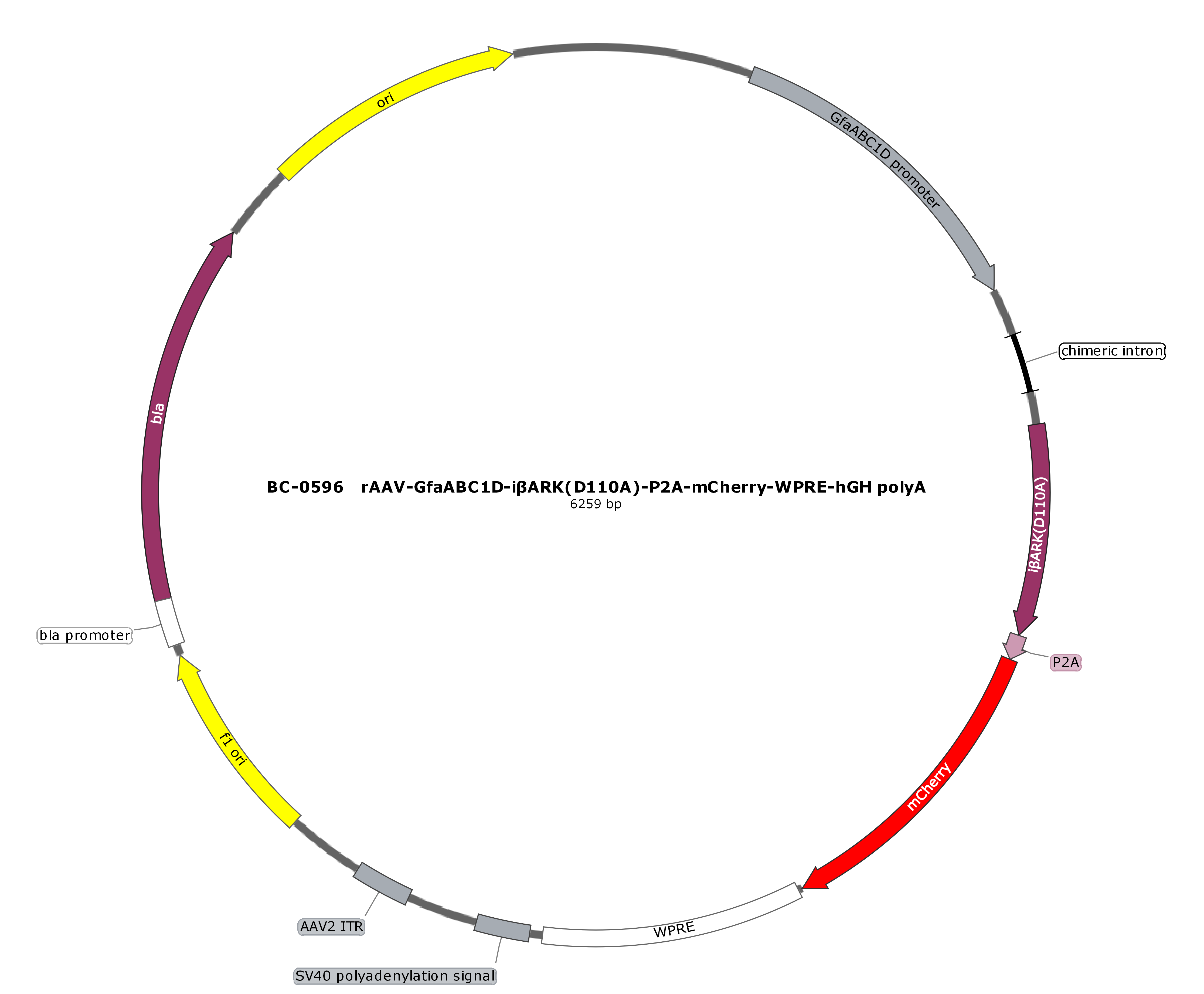 rAAV-GfaABC1D-iβARK(D110A)-P2A-mCherry