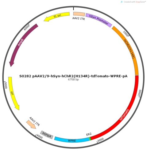 AAV2/2-hSyn-hChR2(H134R)-tdTomato-ER2-WPRE-pA